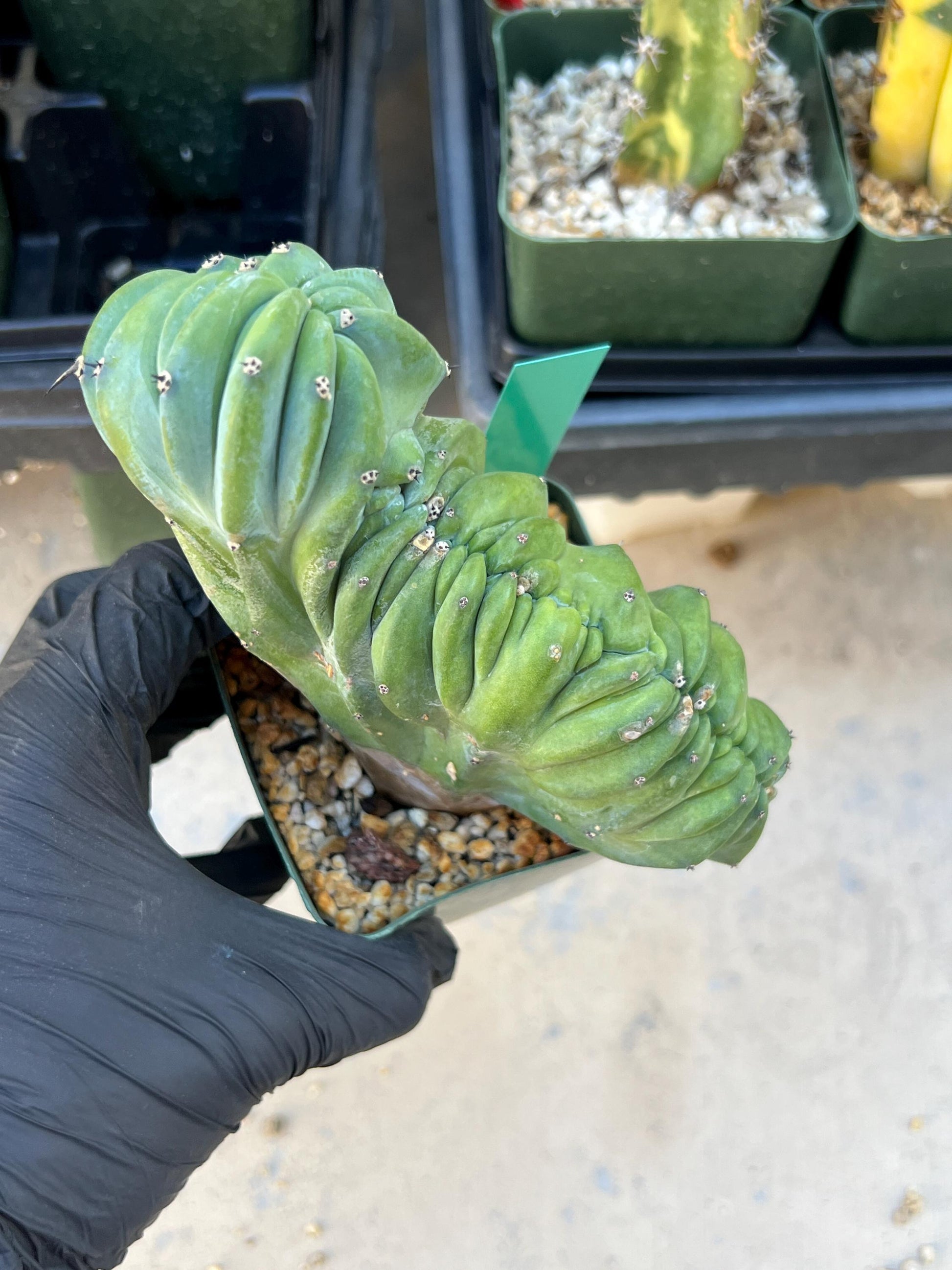 Myrtillocactus Geometrizans Crested (Green) | Imported Cactus