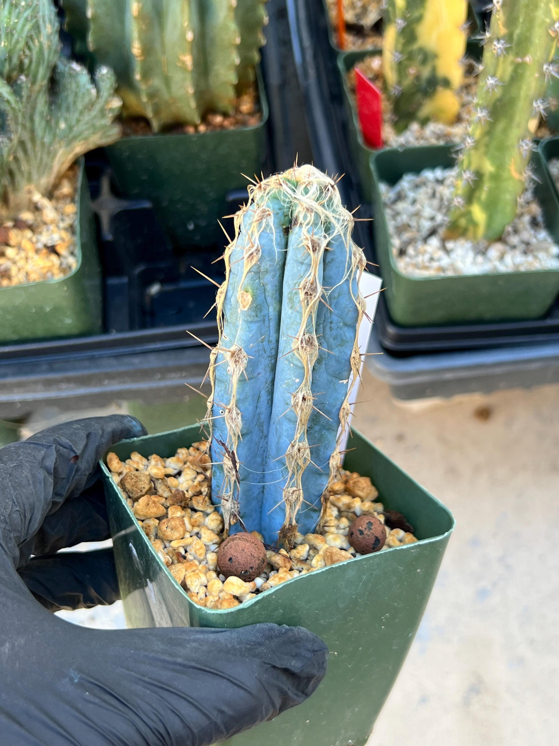 Pilosocereus Pachycladus (White) | Imported Plants