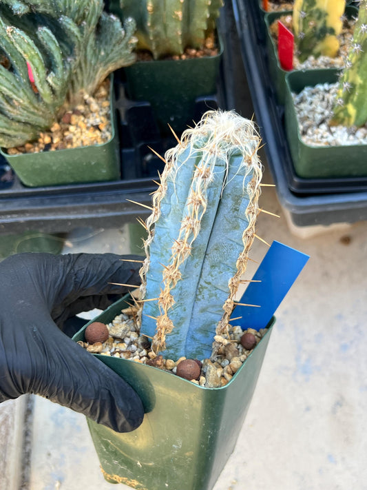 Pilosocereus Pachycladus (Blue) | Imported Plants