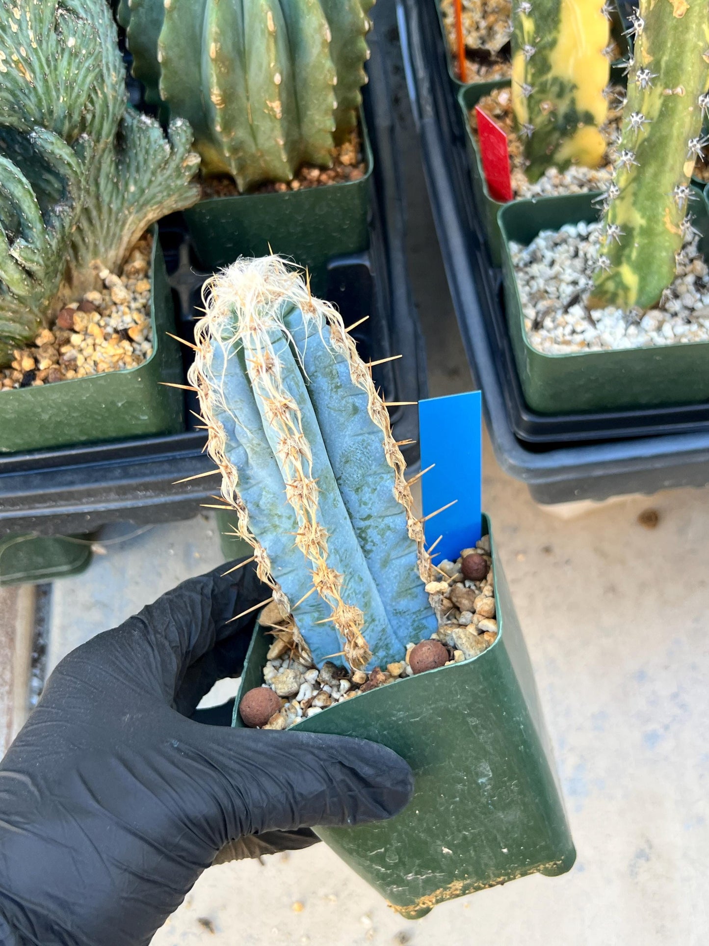 Pilosocereus Pachycladus (Blue) | Imported Plants