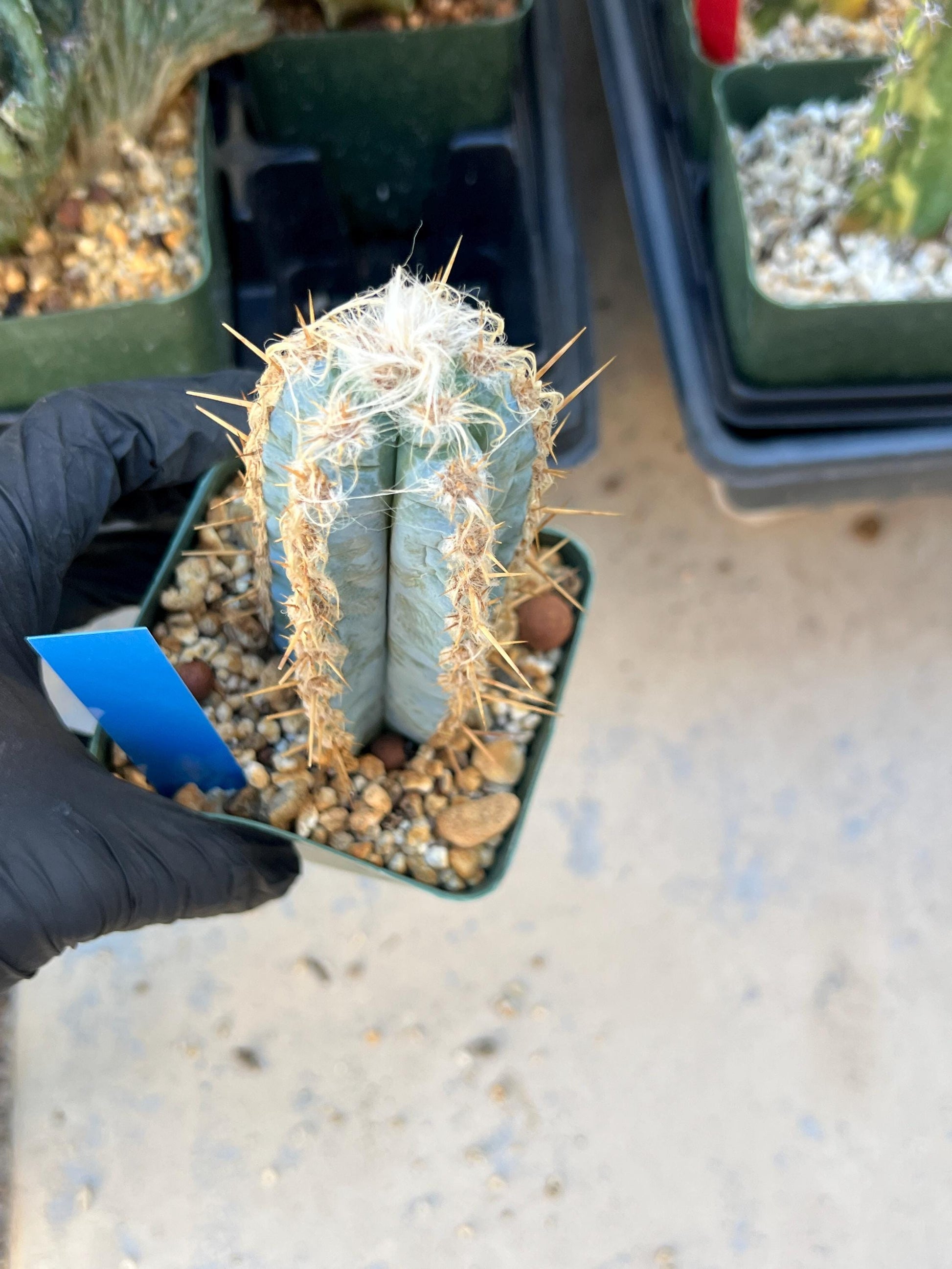 Pilosocereus Pachycladus (Blue) | Imported Plants