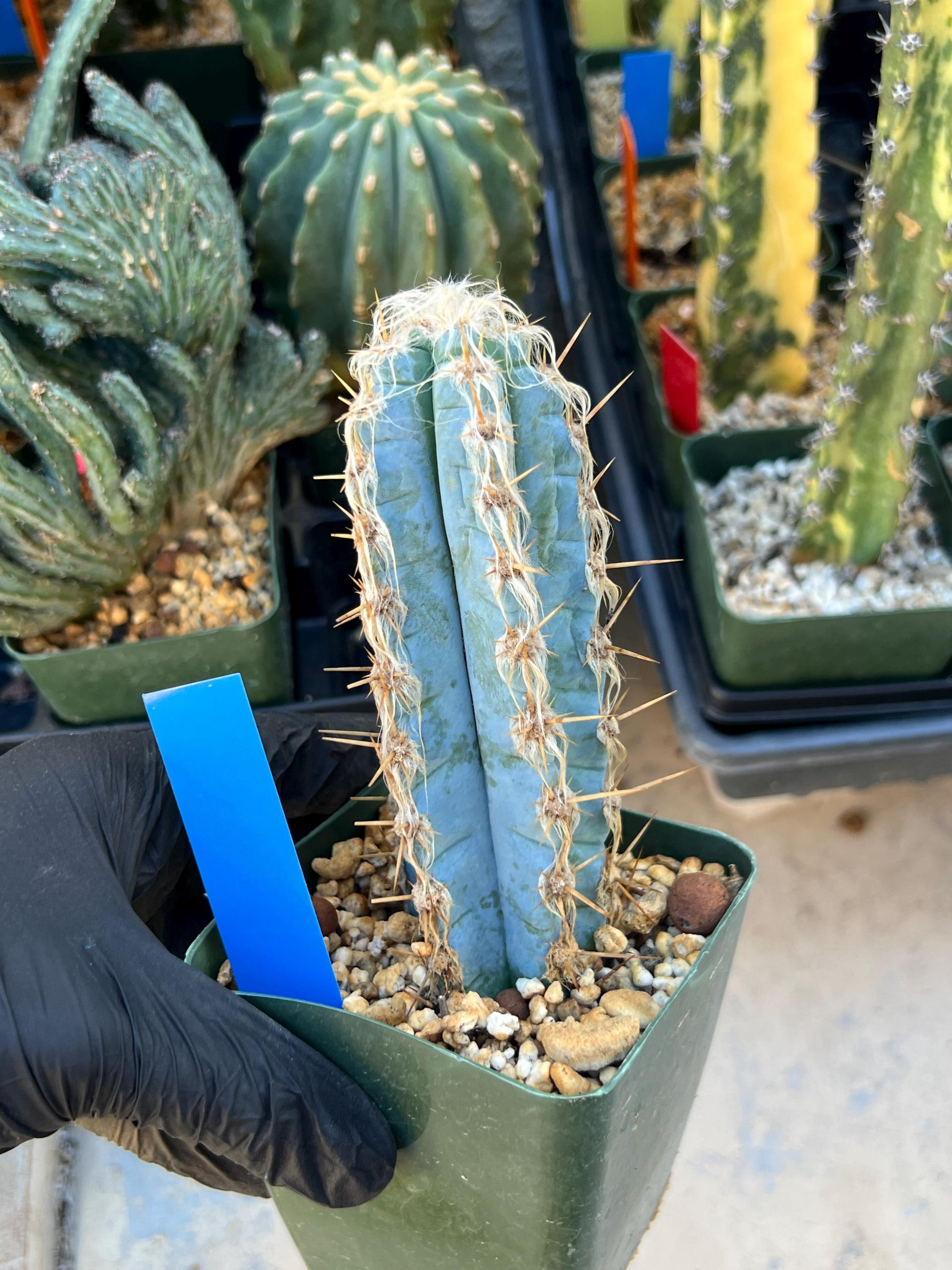 Pilosocereus Pachycladus (Blue) | Imported Plants