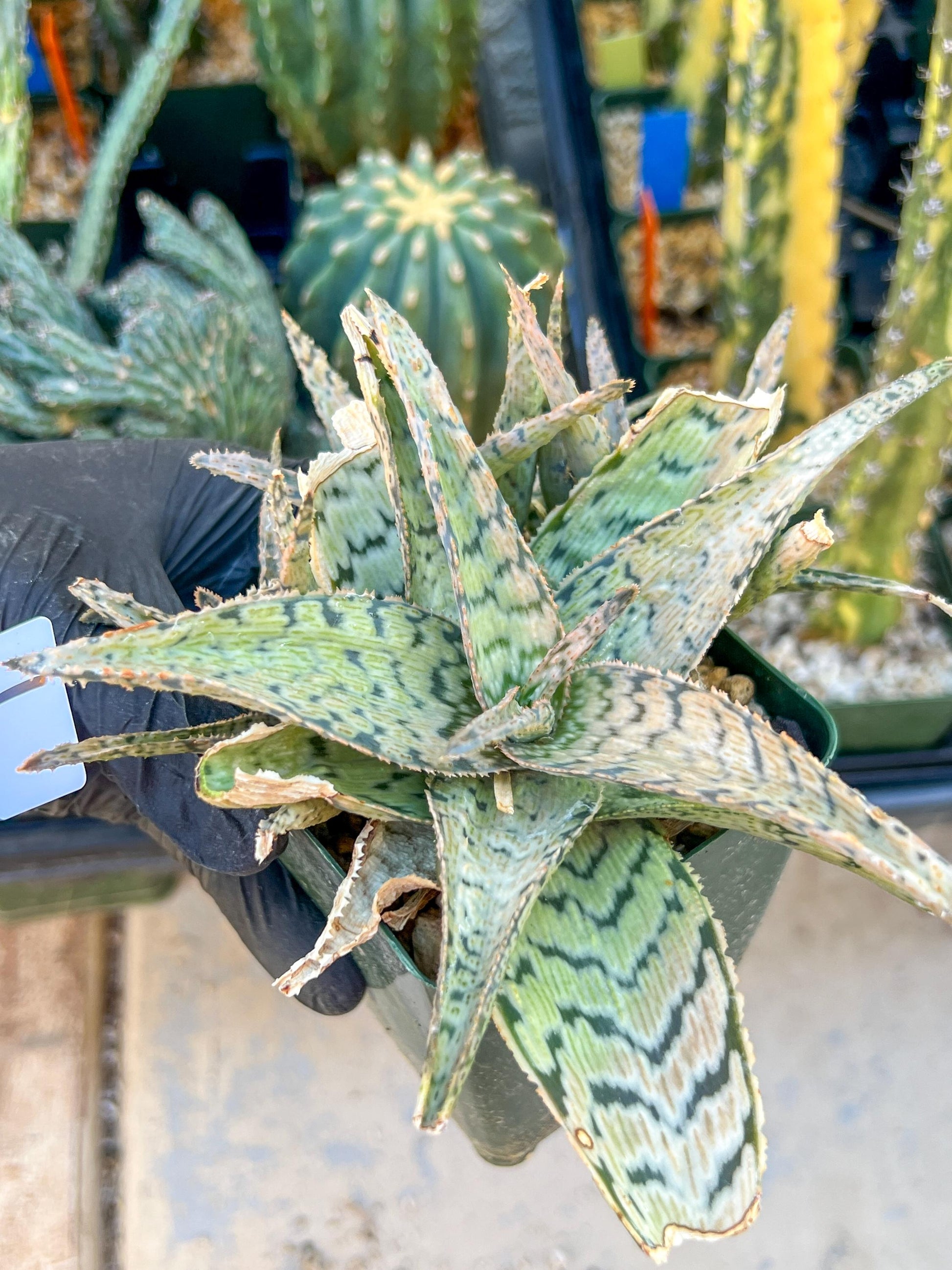 Aloe Candy Cane Plant (#1~2) | Color change Seasonally | 3.5" Pot