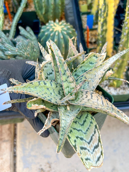 Aloe Candy Cane Plant (#1~2) | Color change Seasonally | 3.5" Pot