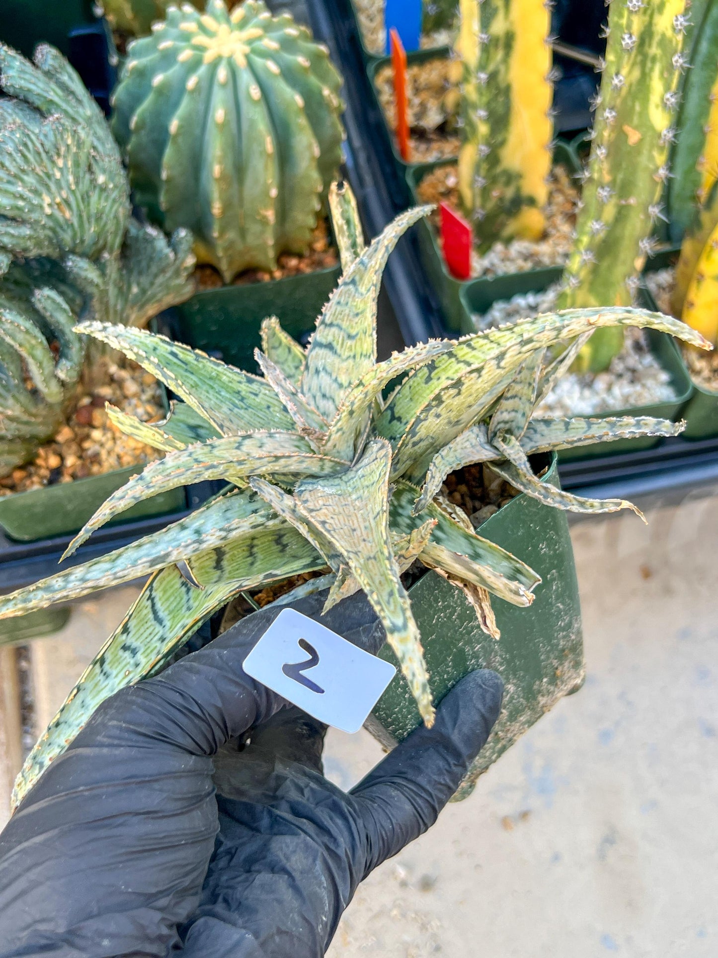 Aloe Candy Cane Plant (#1~2) | Color change Seasonally | 3.5" Pot