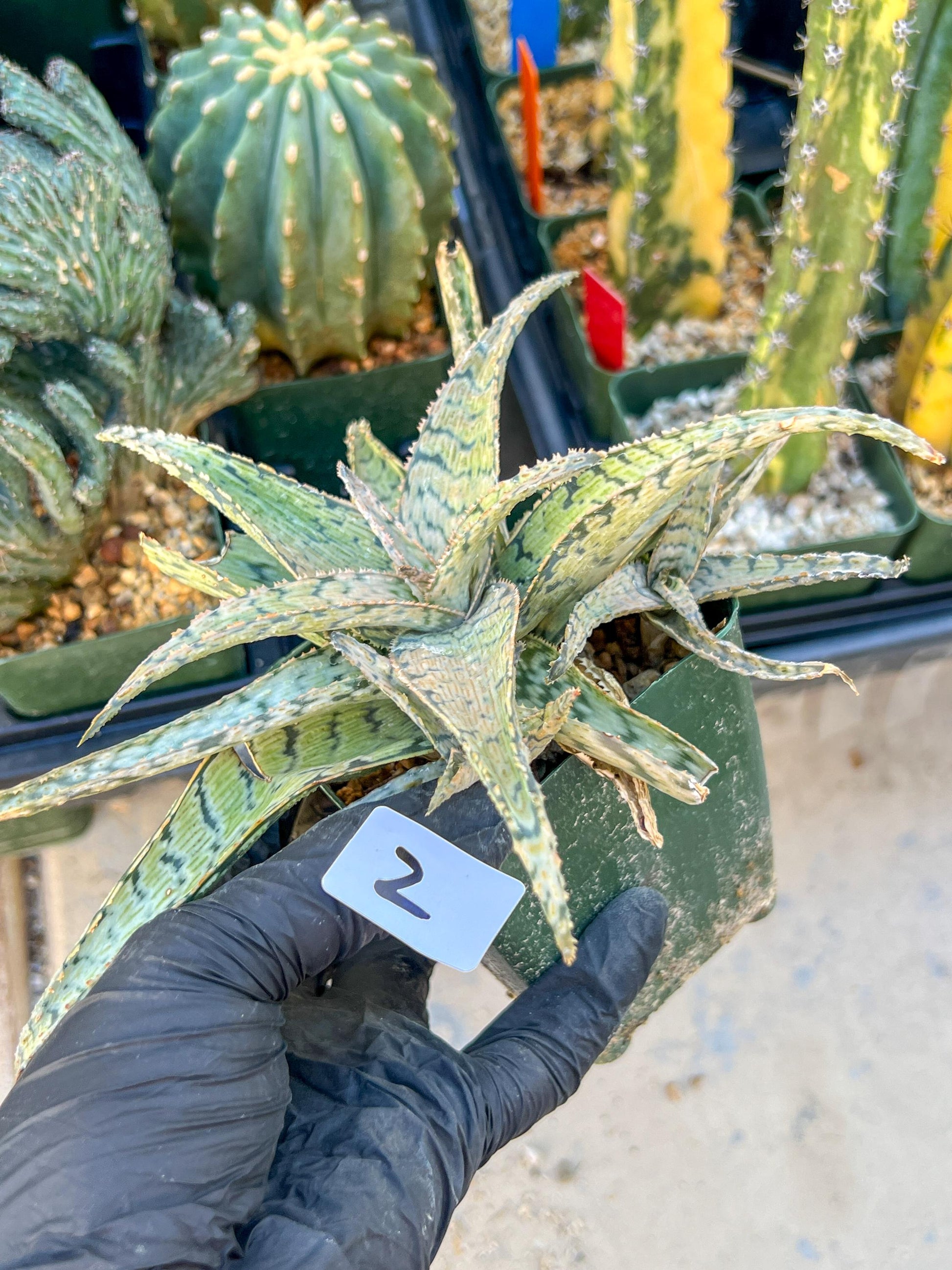 Aloe Candy Cane Plant (#1~2) | Color change Seasonally | 3.5" Pot