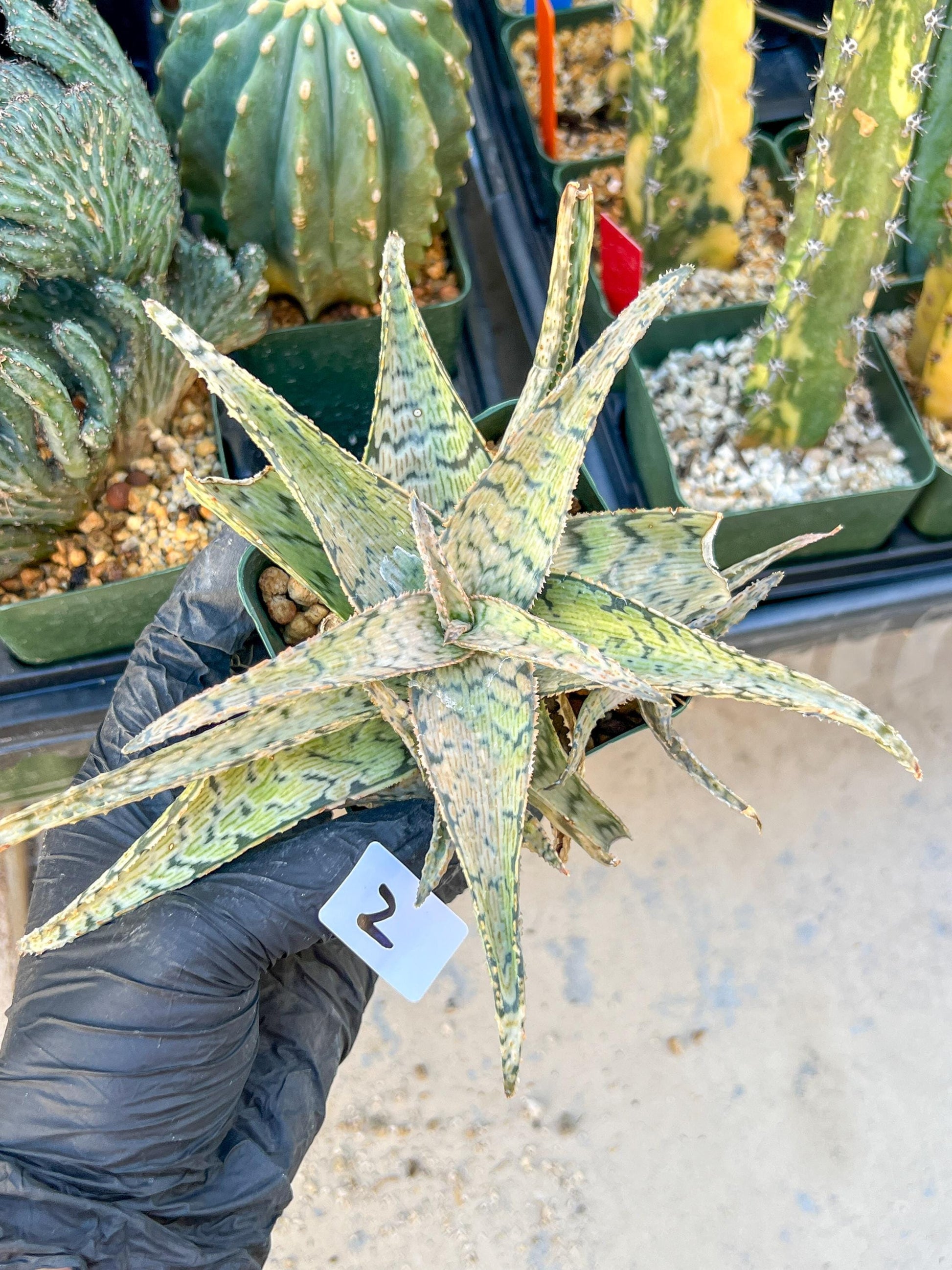Aloe Candy Cane Plant (#1~2) | Color change Seasonally | 3.5" Pot