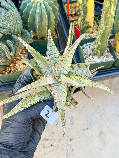 Aloe Candy Cane Plant (#1~2) | Color change Seasonally | 3.5" Pot