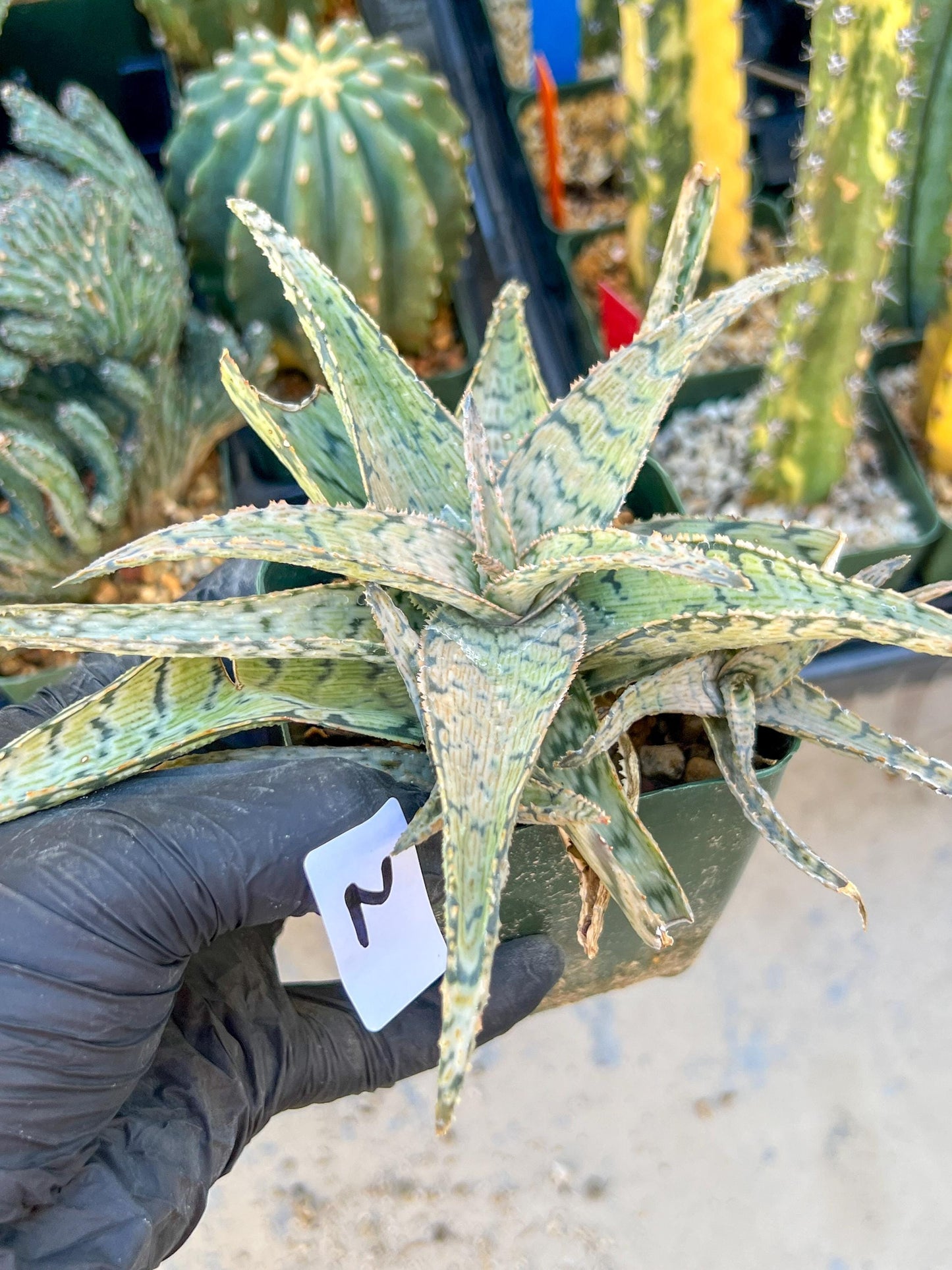 Aloe Candy Cane Plant (#1~2) | Color change Seasonally | 3.5" Pot