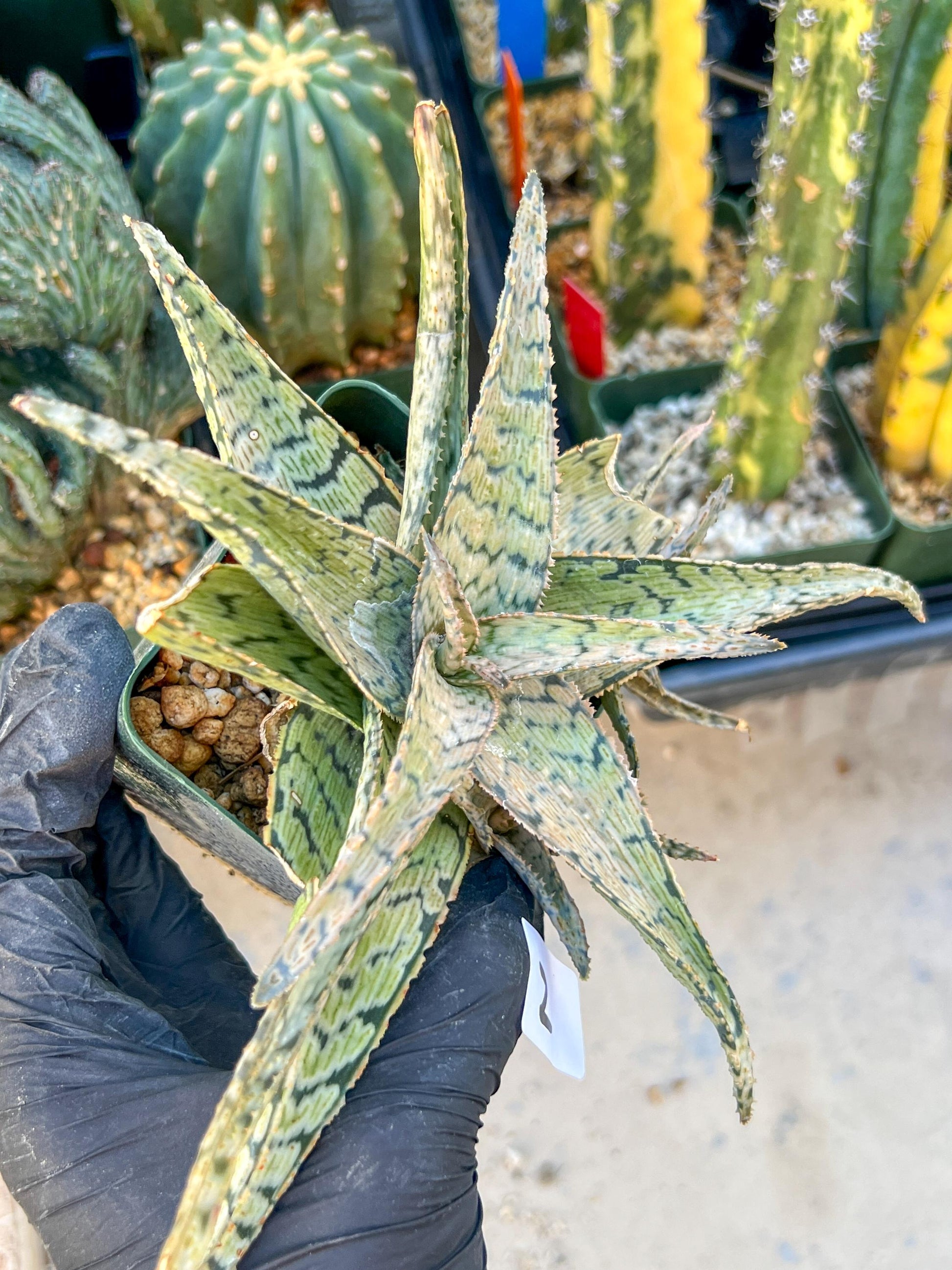 Aloe Candy Cane Plant (#1~2) | Color change Seasonally | 3.5" Pot