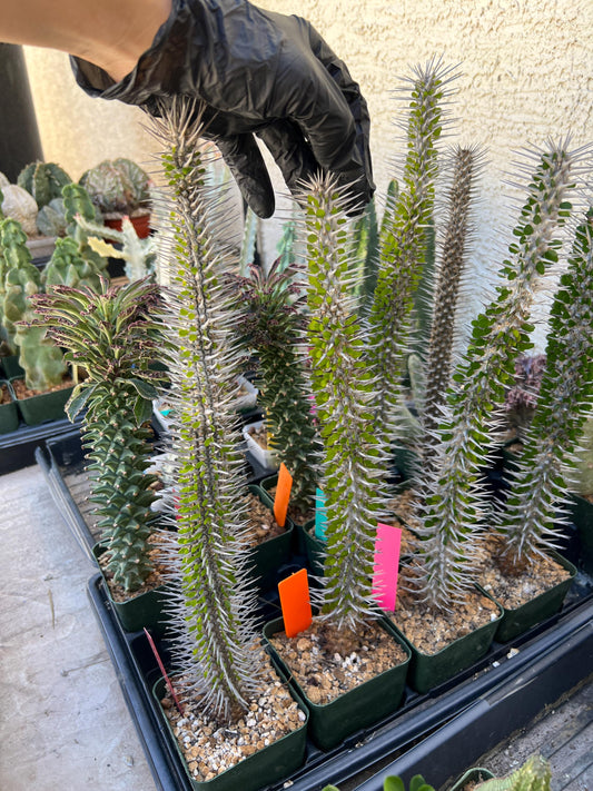 Madagascar ocotillo Alluaudia procera (G2) | Rare Imported