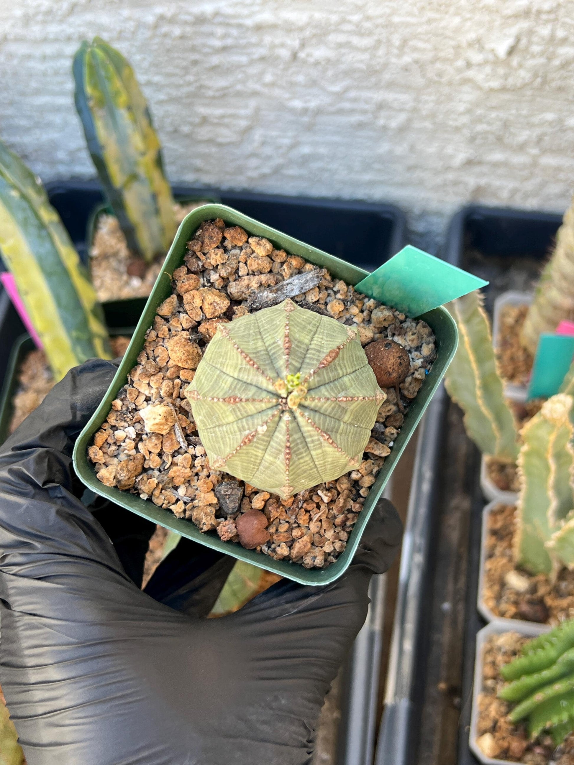 Euphorb obesa | Cactus Plants | Imported Plants