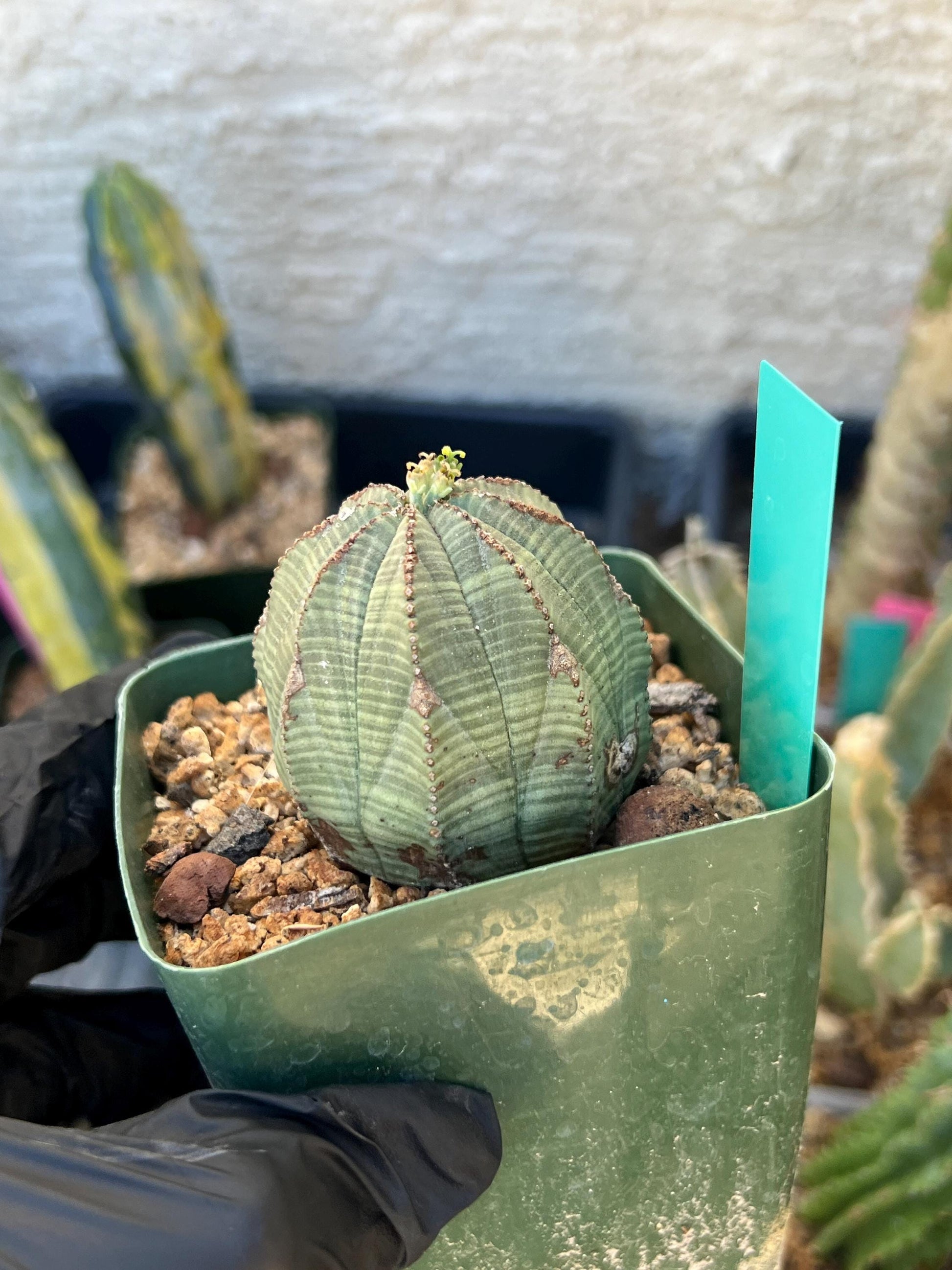 Euphorb obesa | Cactus Plants | Imported Plants