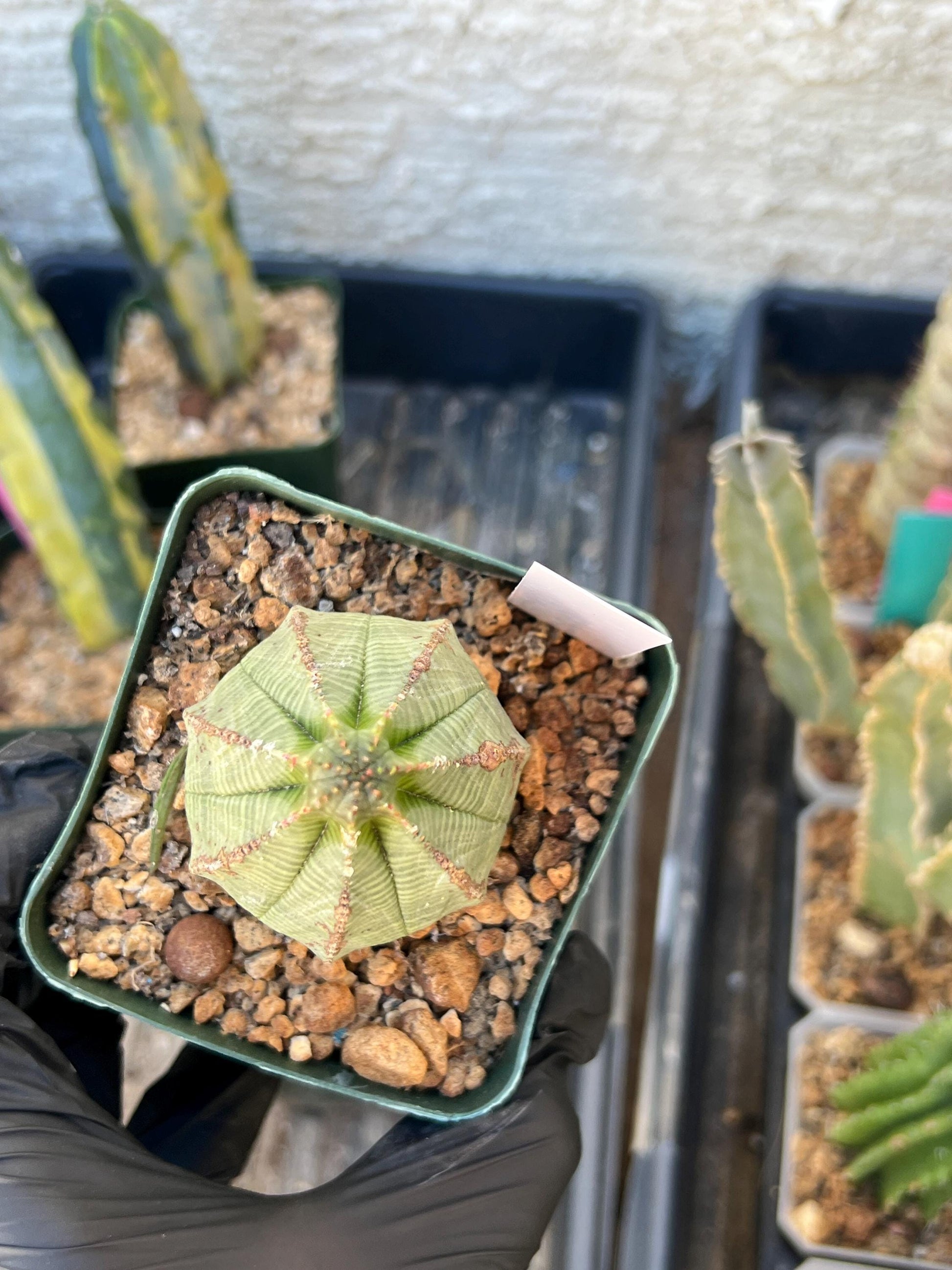 Euphorb obesa (White) | Imported Plants