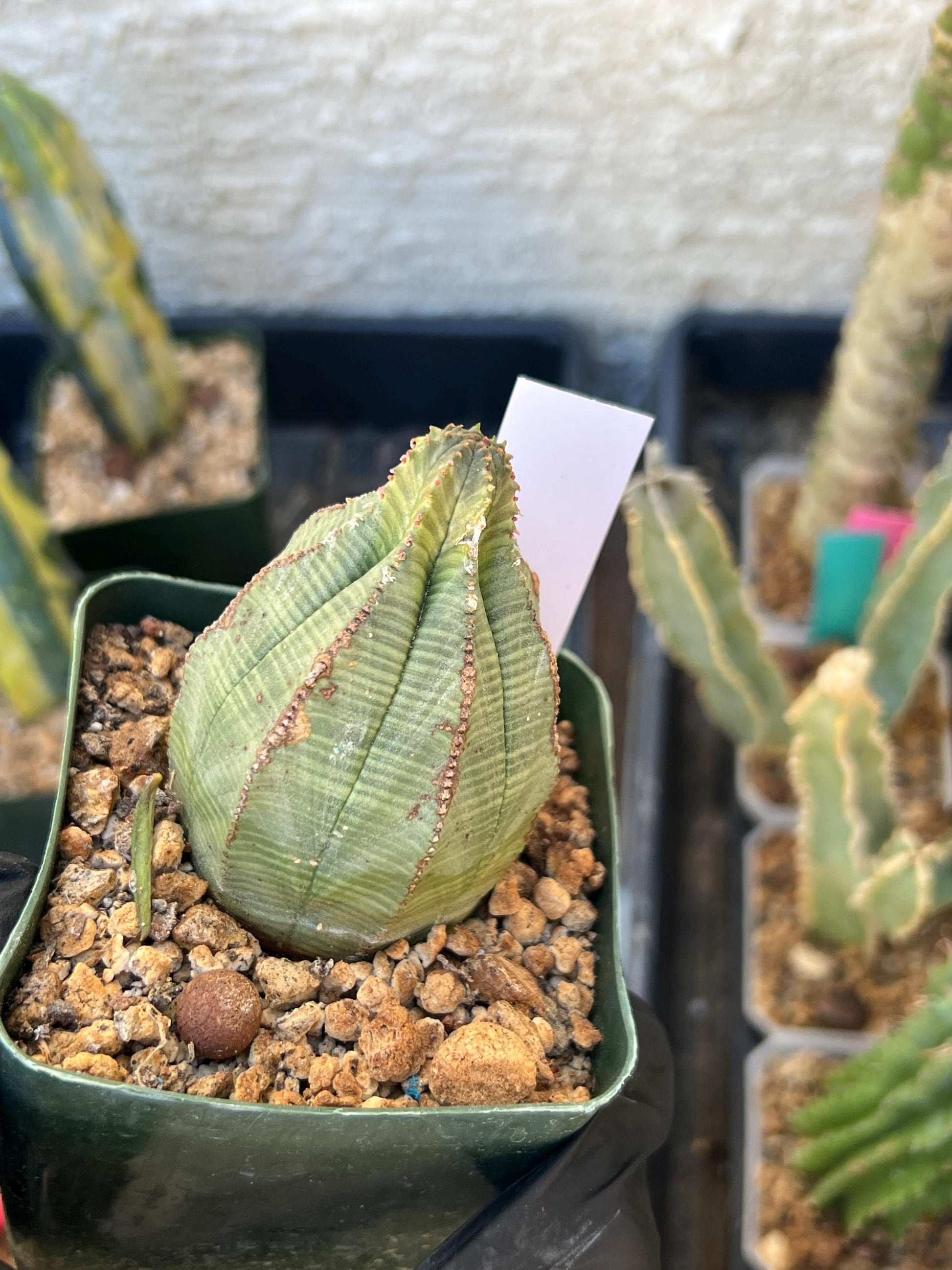 Euphorb obesa (White) | Imported Plants