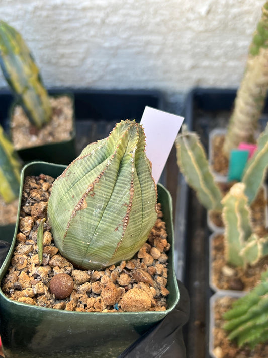 Euphorb obesa (White) | Imported Plants