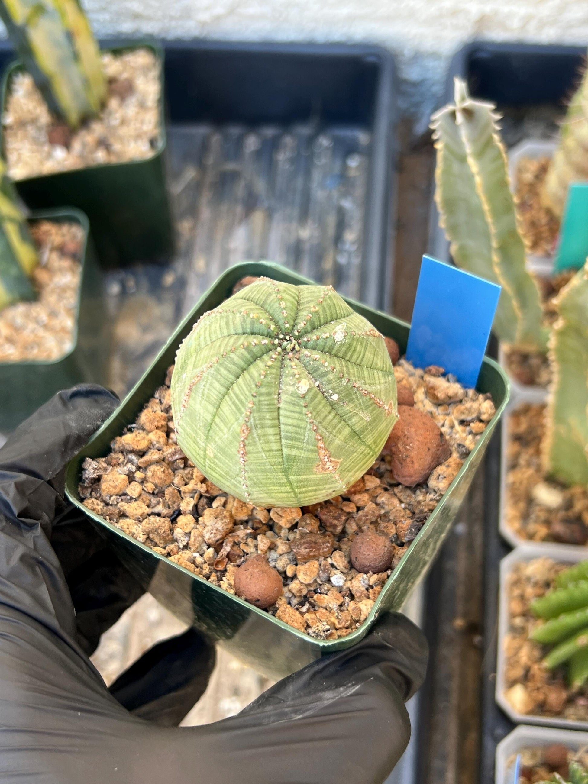 Euphorb obesa (Blue) | Imported Plants