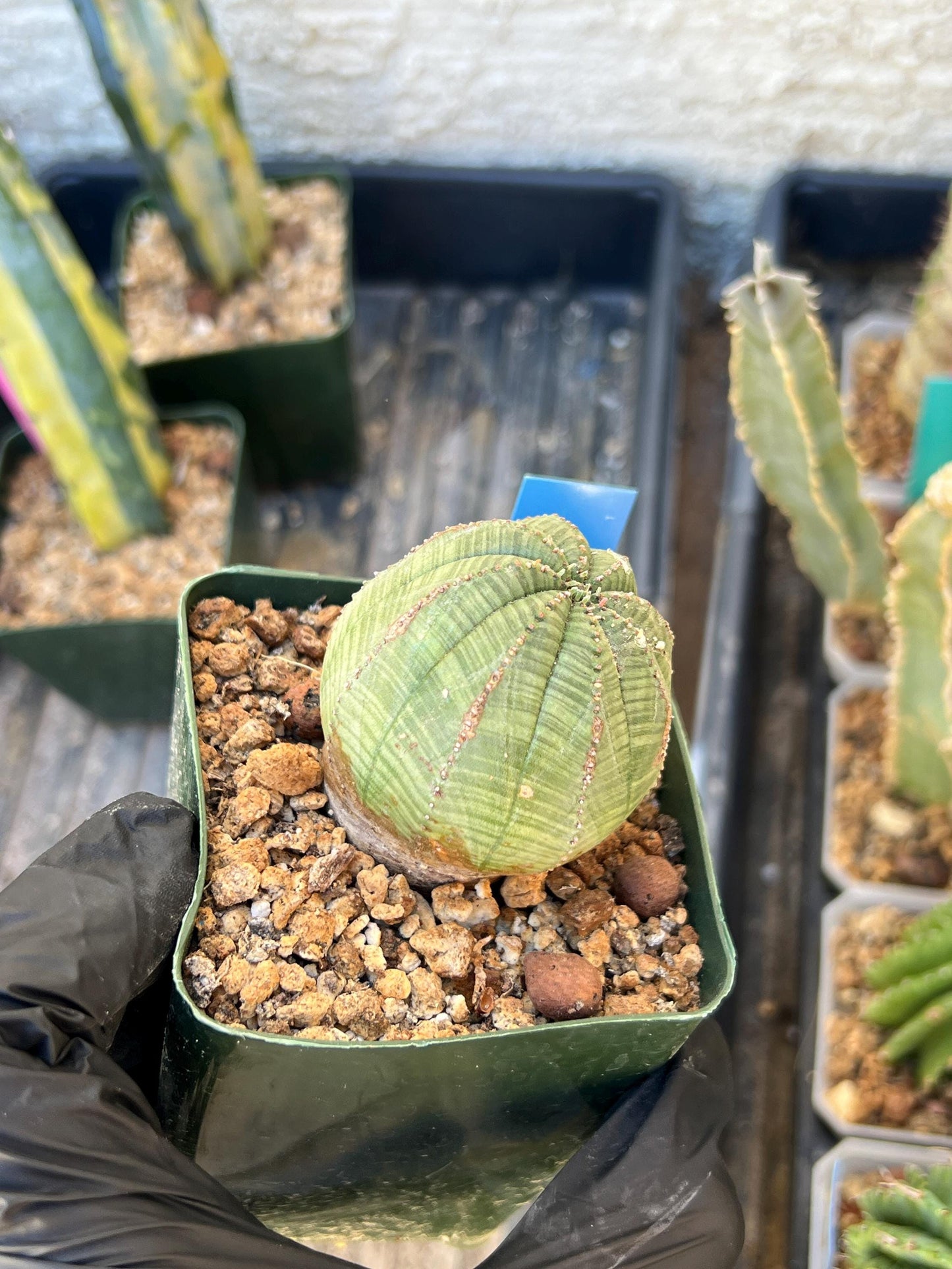 Euphorb obesa (Blue) | Imported Plants