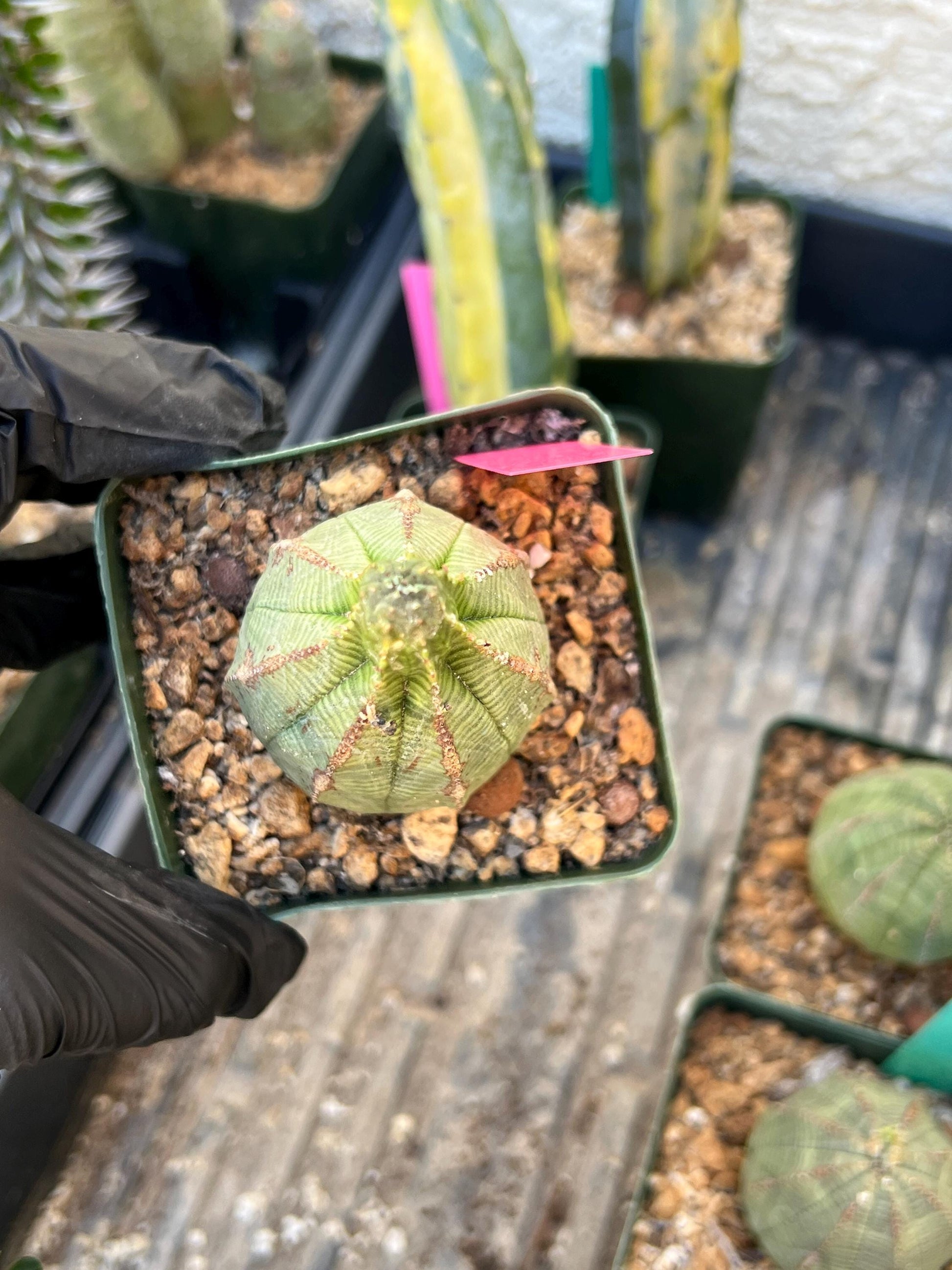 Euphorb obesa (Pink) | Imported Plants