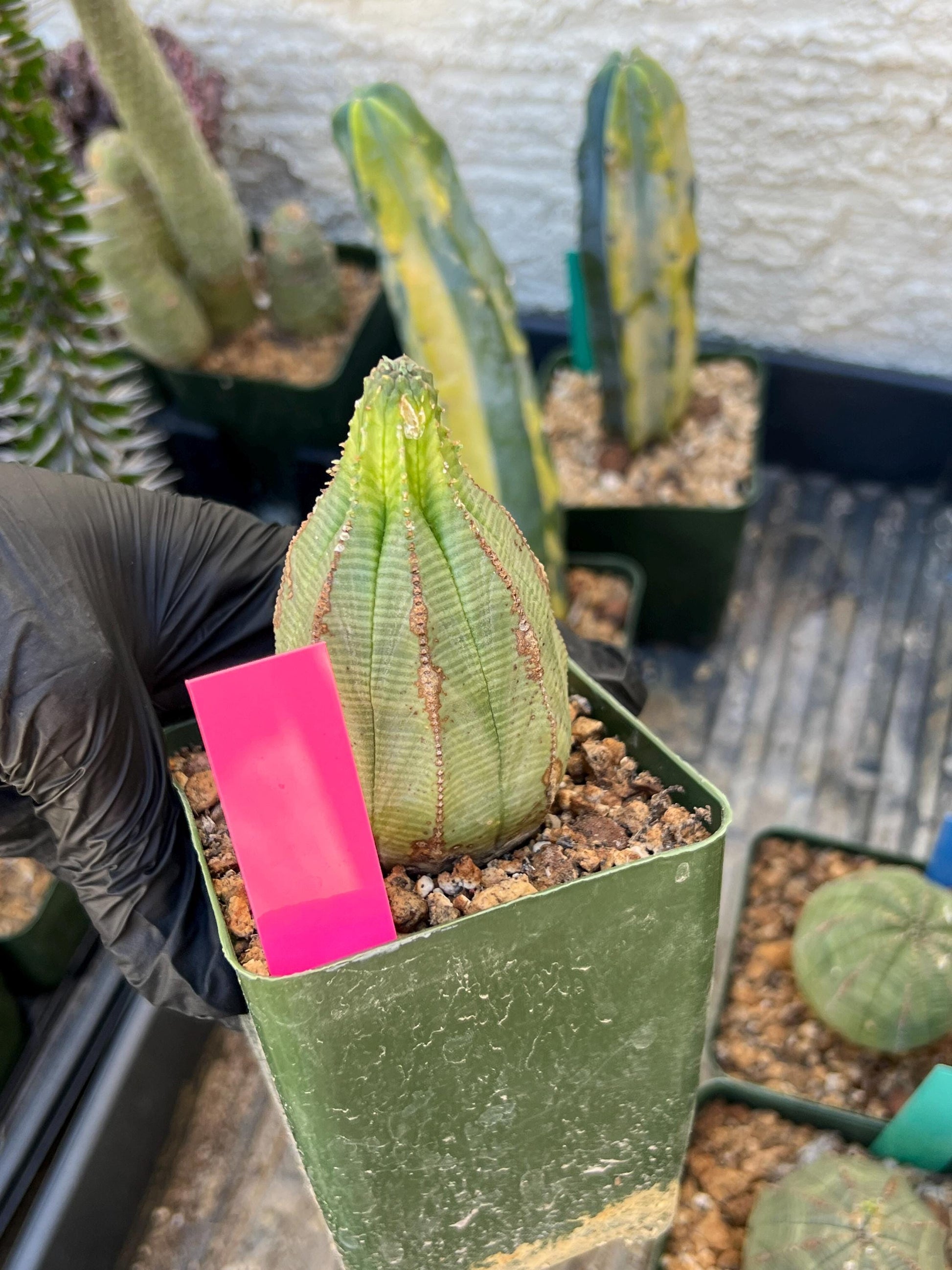 Euphorb obesa (Pink) | Imported Plants