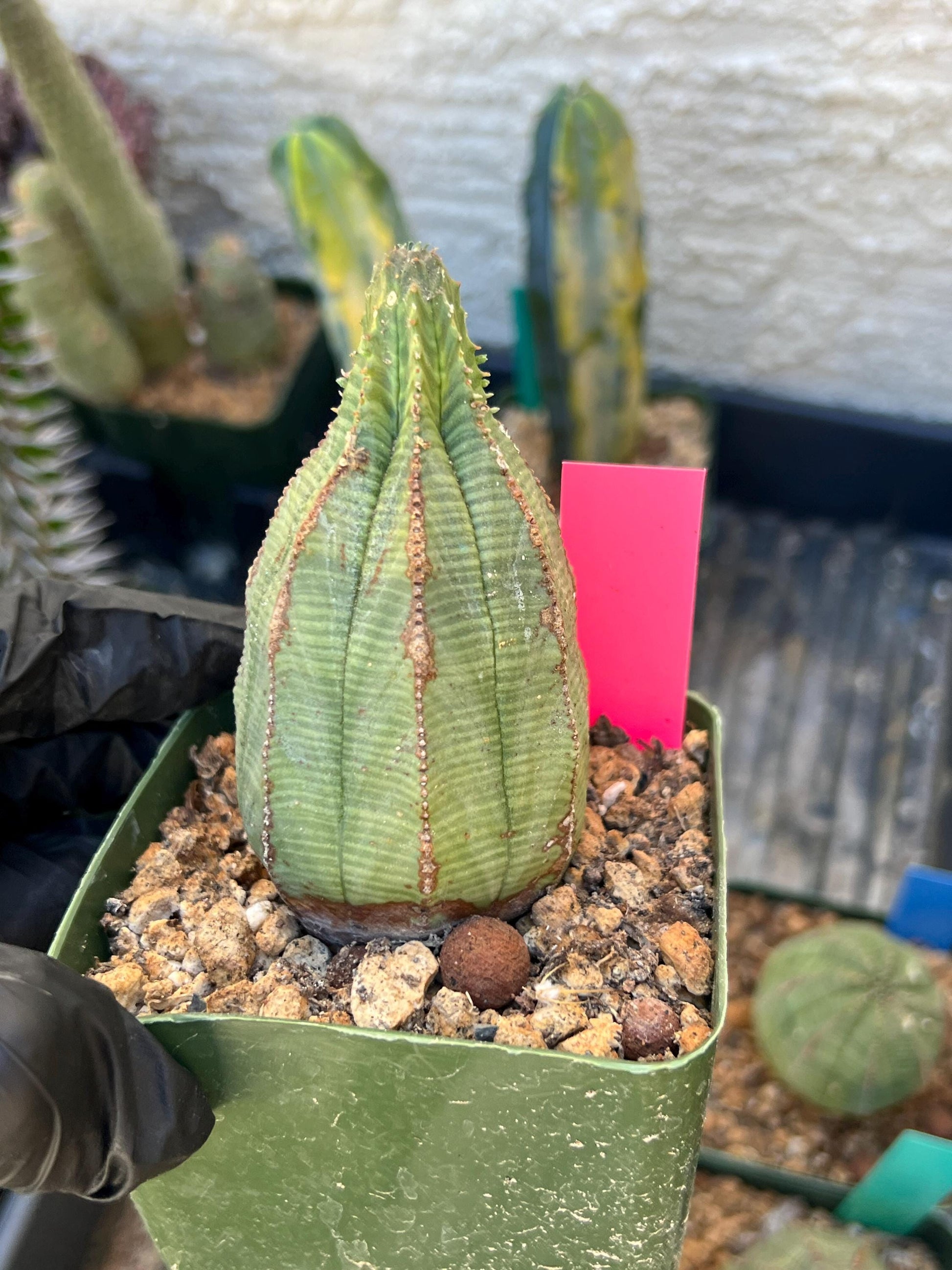 Euphorb obesa (Pink) | Imported Plants
