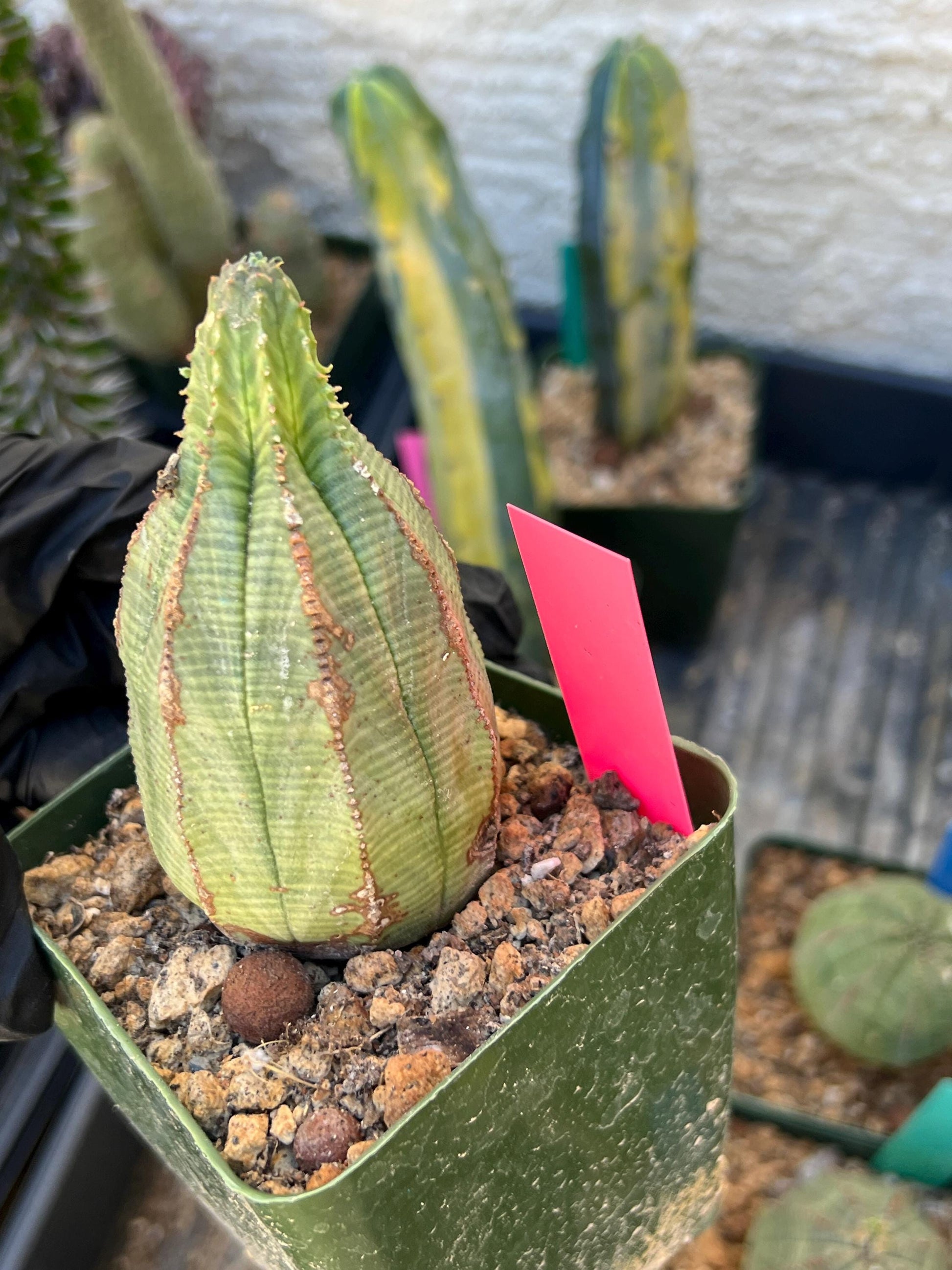 Euphorb obesa (Pink) | Imported Plants