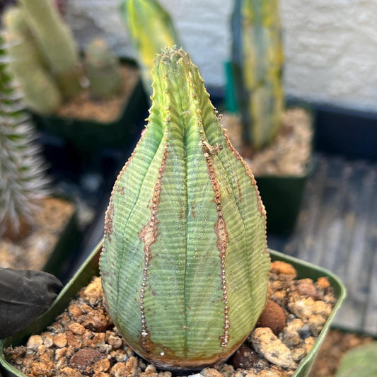 Euphorb obesa (Pink) | Imported Plants