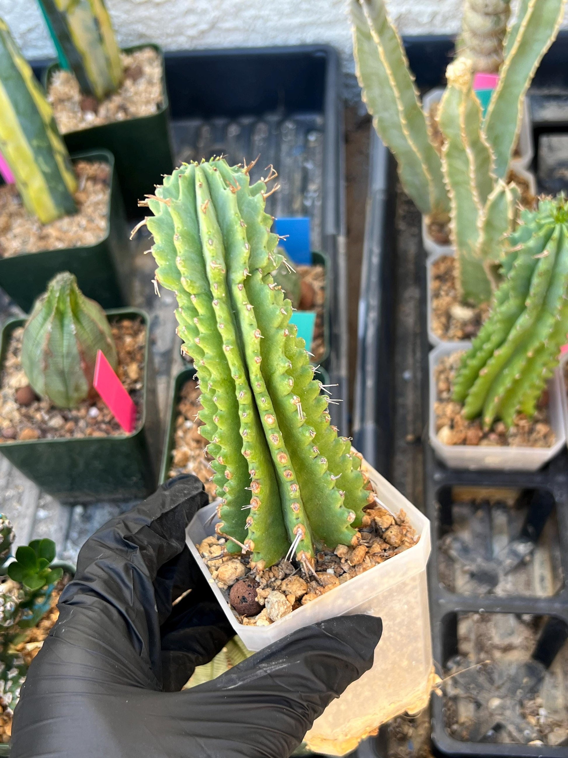 Euphorb Fruticosa Inermis (RED) | Rare Succulent