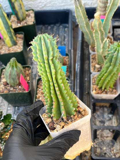 Euphorb Fruticosa Inermis (RED) | Rare Succulent