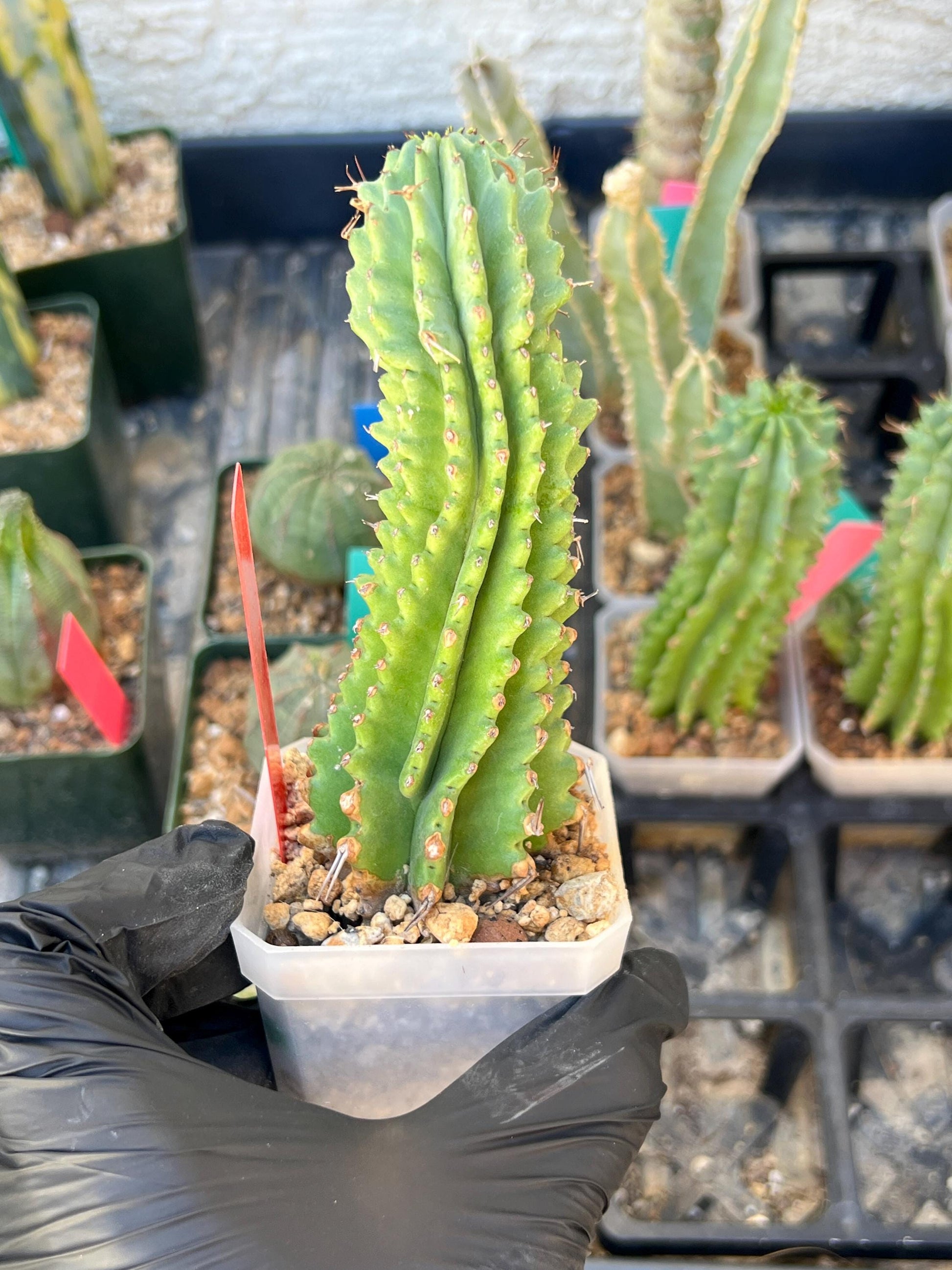 Euphorb Fruticosa Inermis (RED) | Rare Succulent