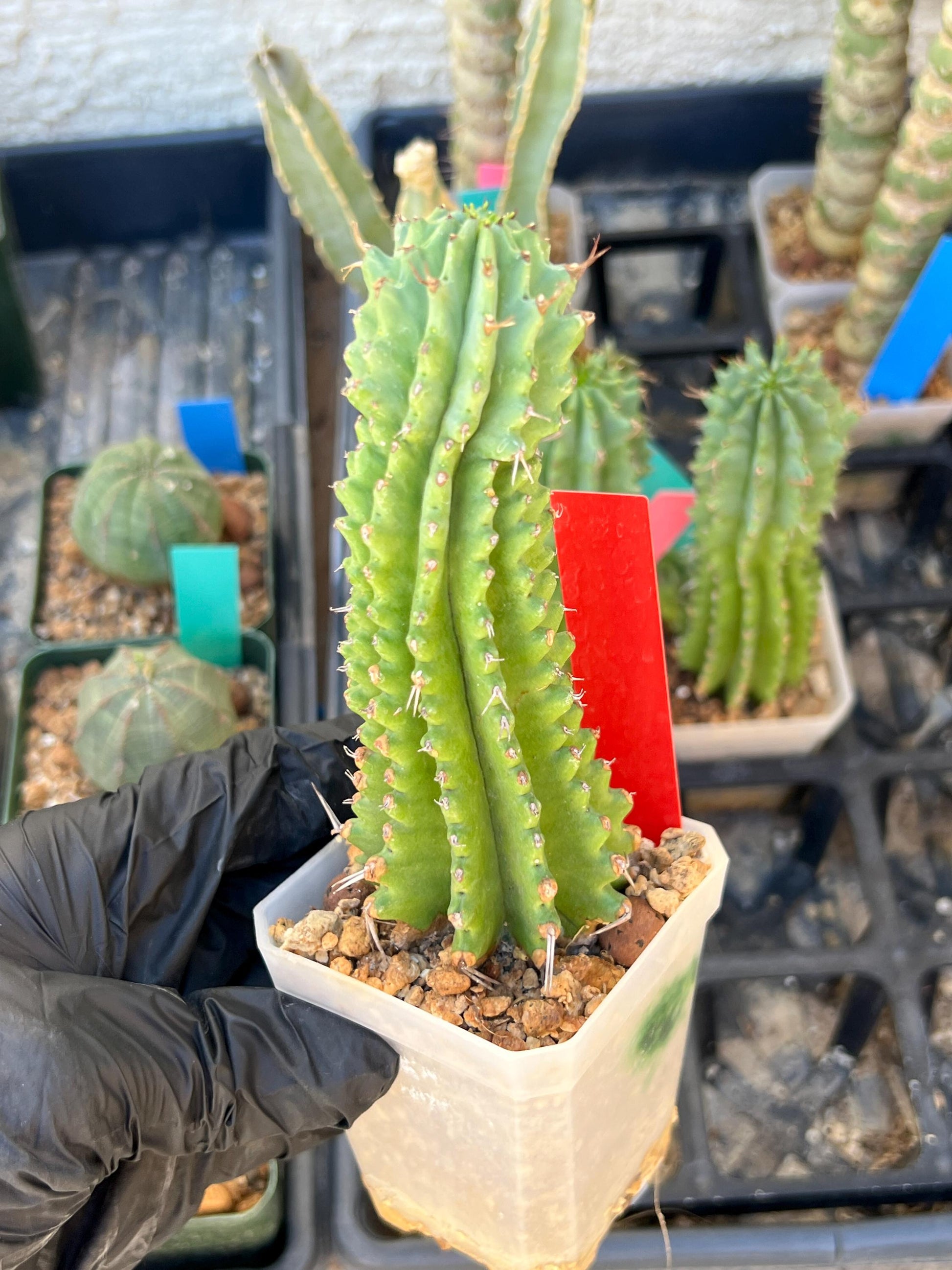 Euphorb Fruticosa Inermis (RED) | Rare Succulent