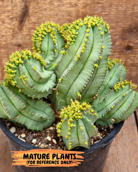 Euphorb Fruticosa Inermis (Green) | Rare Succulent