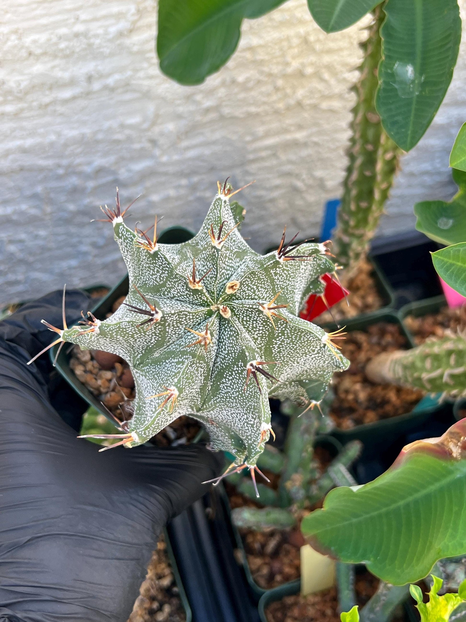 Large Ornatum Cactus (red) | Imported Cactus
