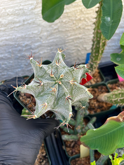 Large Ornatum Cactus (red) | Imported Cactus