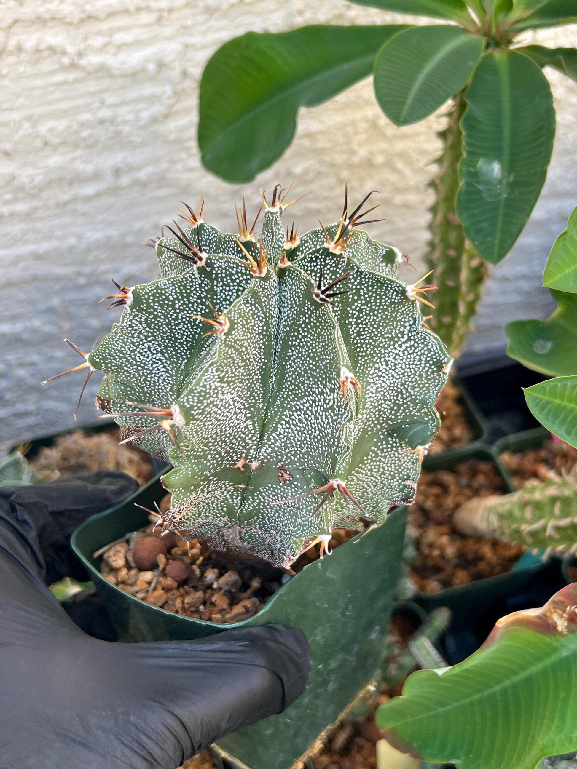 Large Ornatum Cactus (red) | Imported Cactus