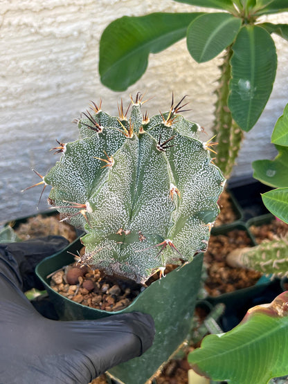 Large Ornatum Cactus (red) | Imported Cactus