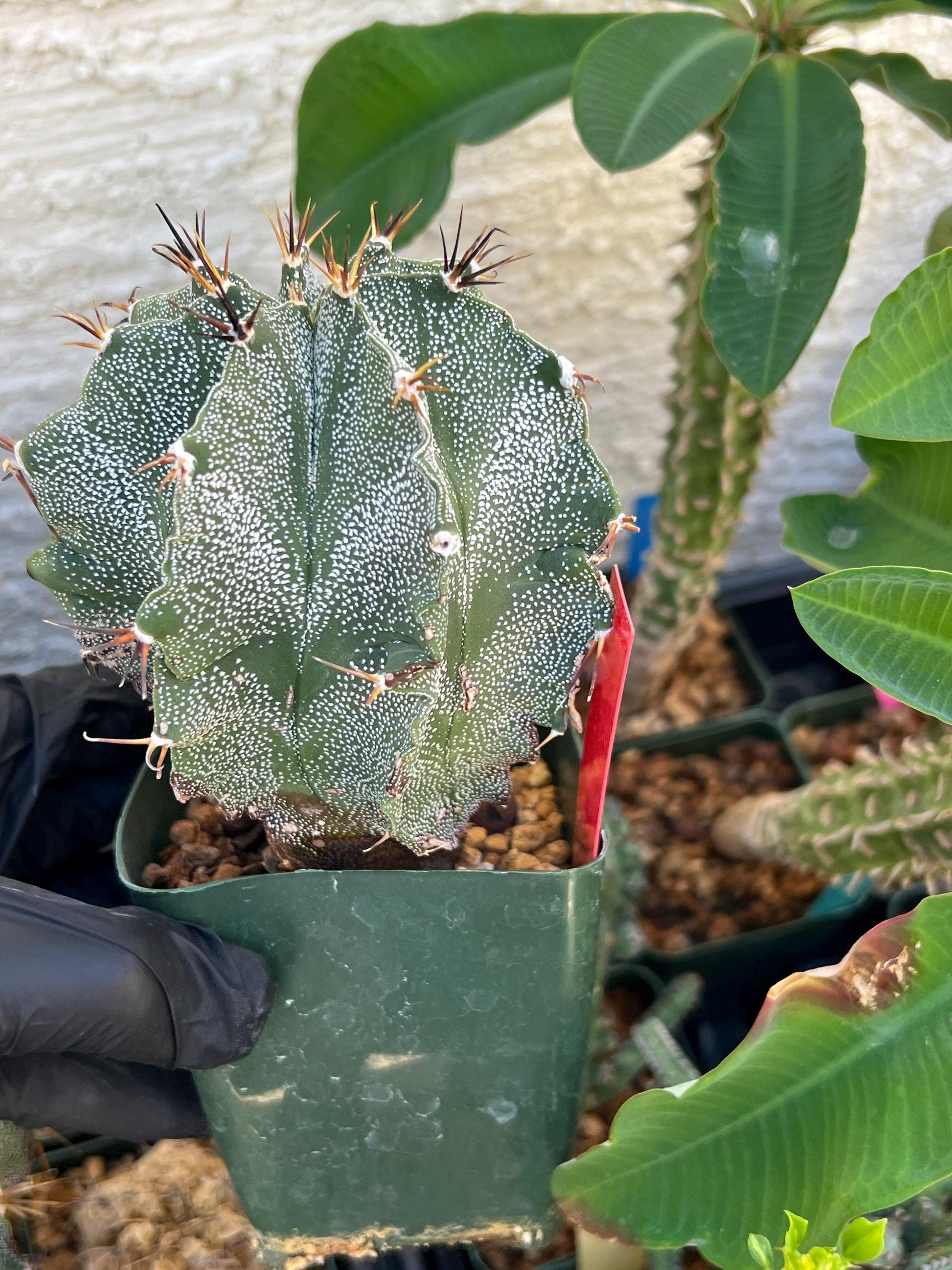 Large Ornatum Cactus (red) | Imported Cactus