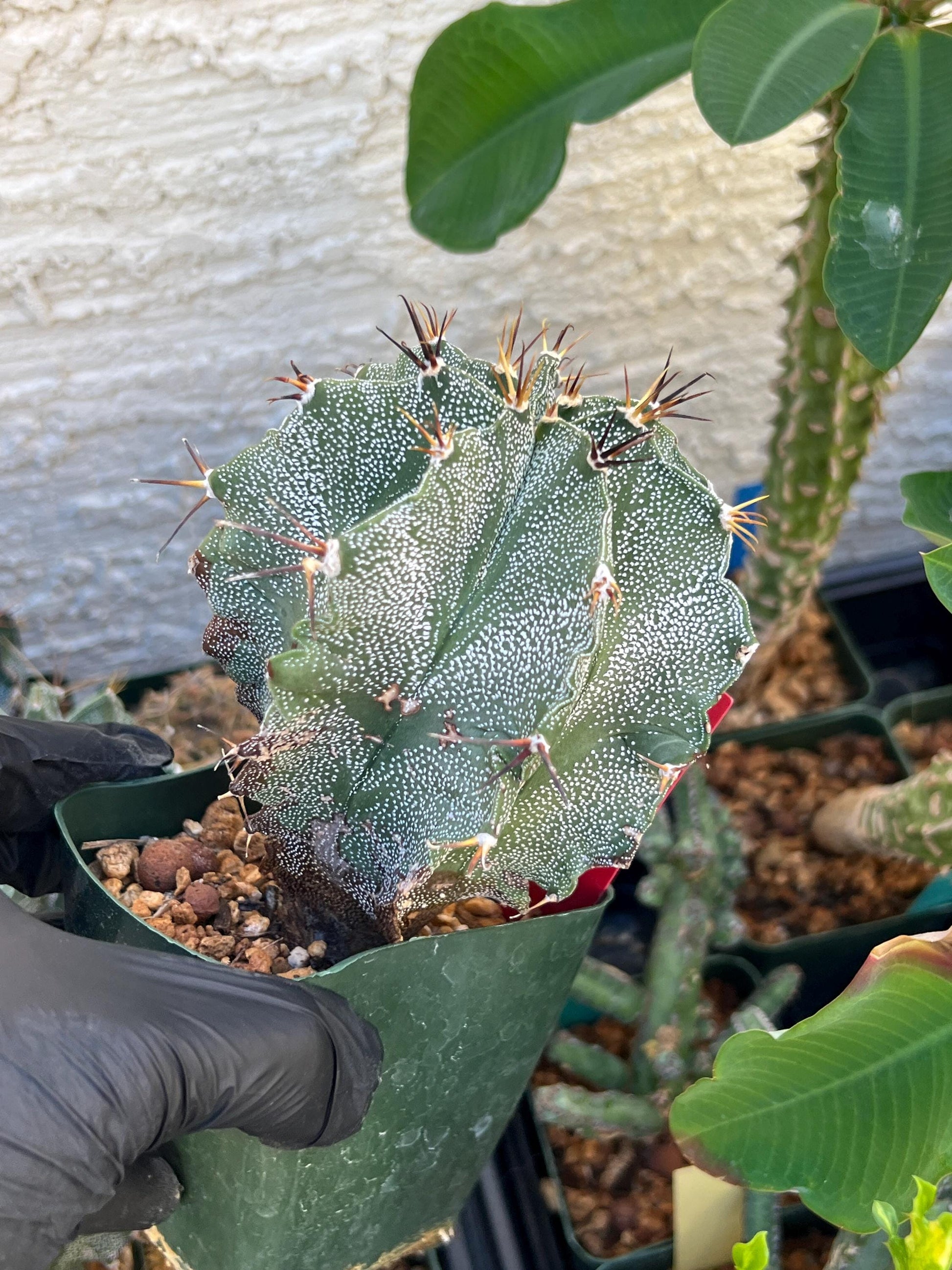 Large Ornatum Cactus (red) | Imported Cactus