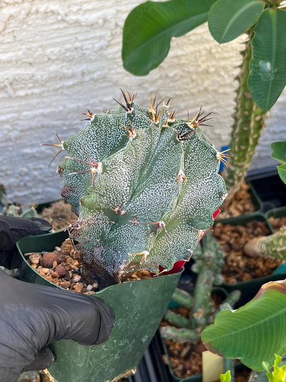 Large Ornatum Cactus (red) | Imported Cactus