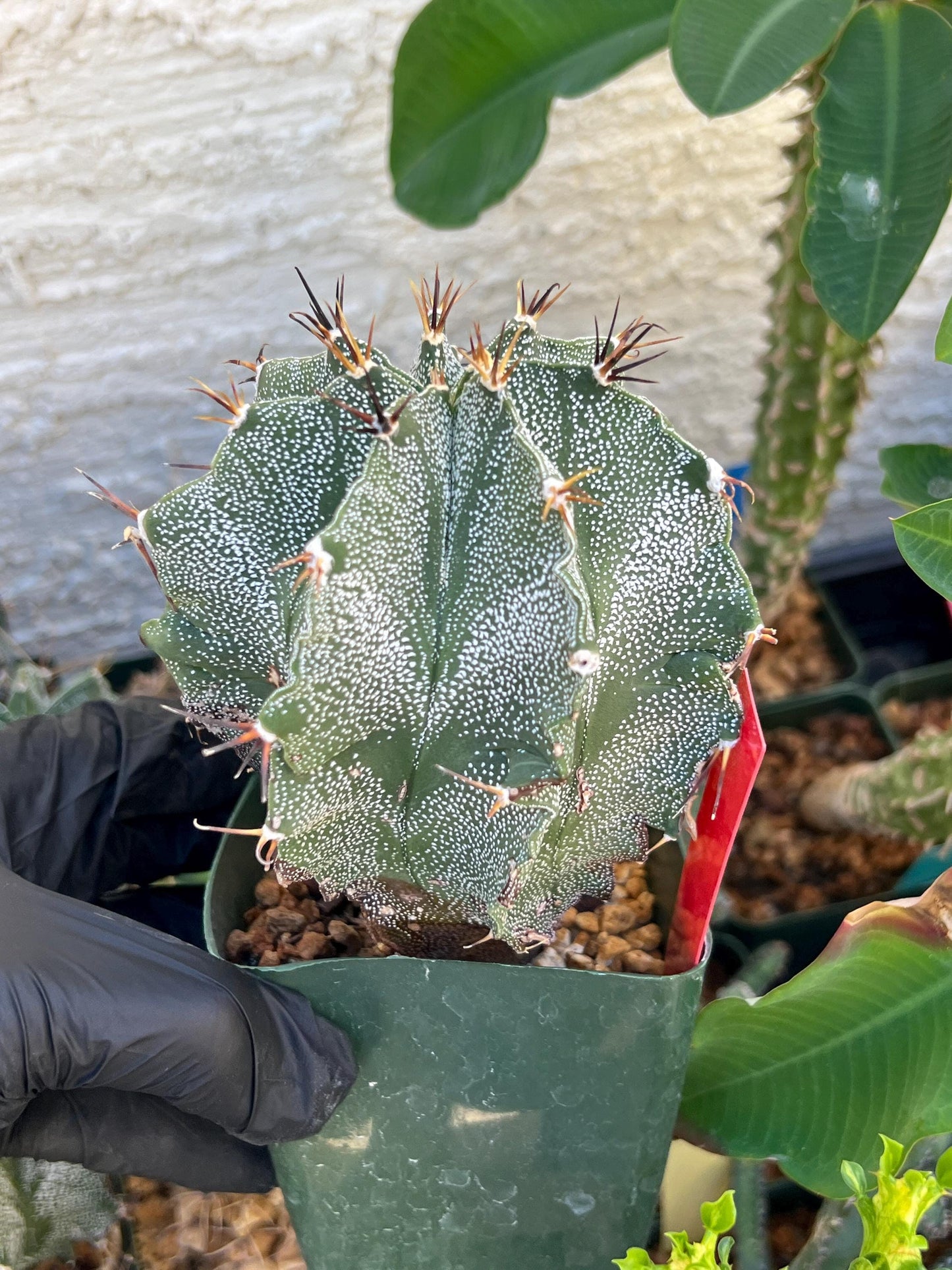 Large Ornatum Cactus (red) | Imported Cactus