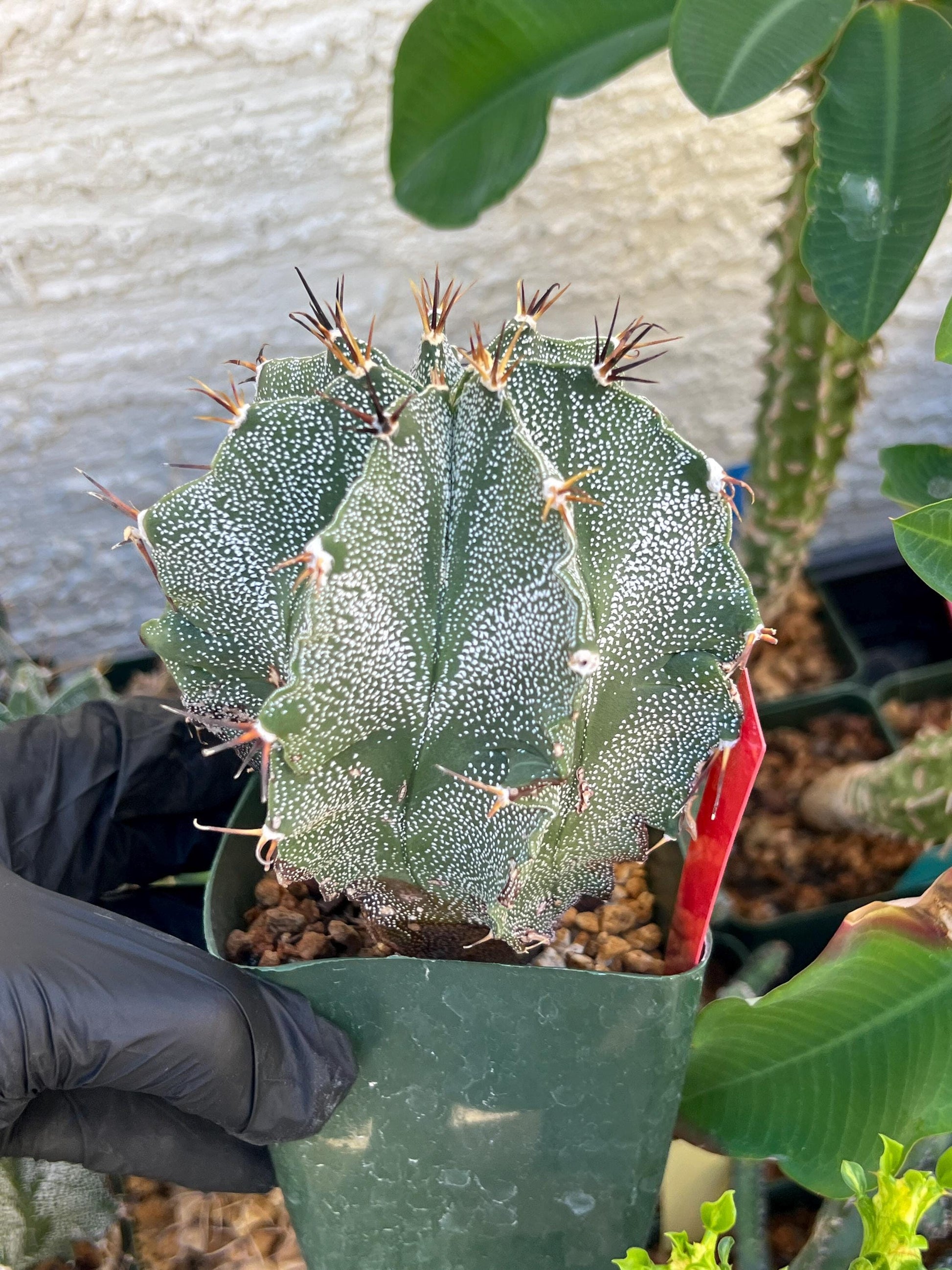 Large Ornatum Cactus (red) | Imported Cactus