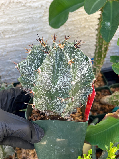 Large Ornatum Cactus (red) | Imported Cactus