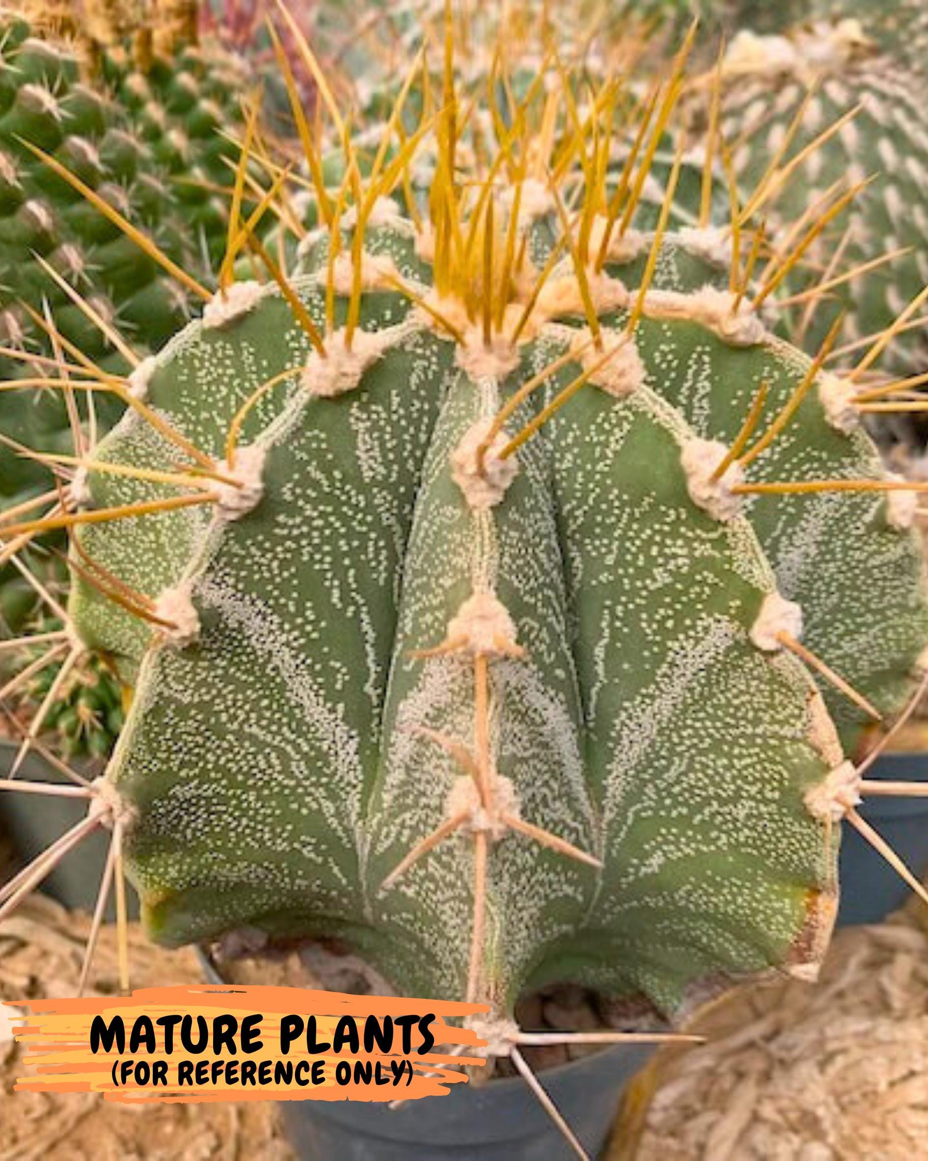 Large Ornatum Cactus (red) | Imported Cactus