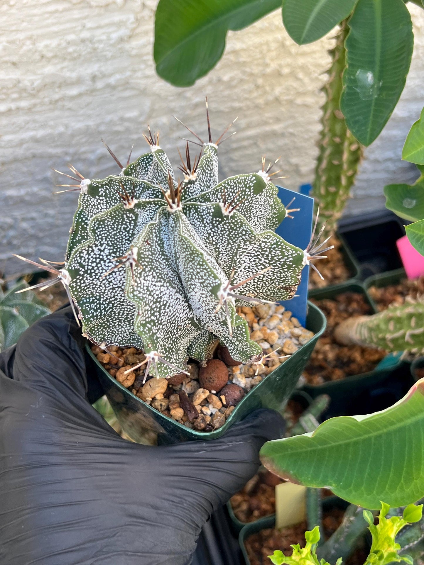 Large Ornatum Cactus (Blue) | Imported Cactus