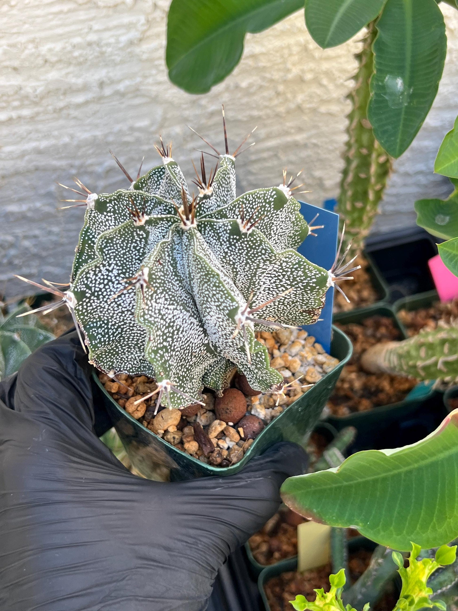 Large Ornatum Cactus (Blue) | Imported Cactus