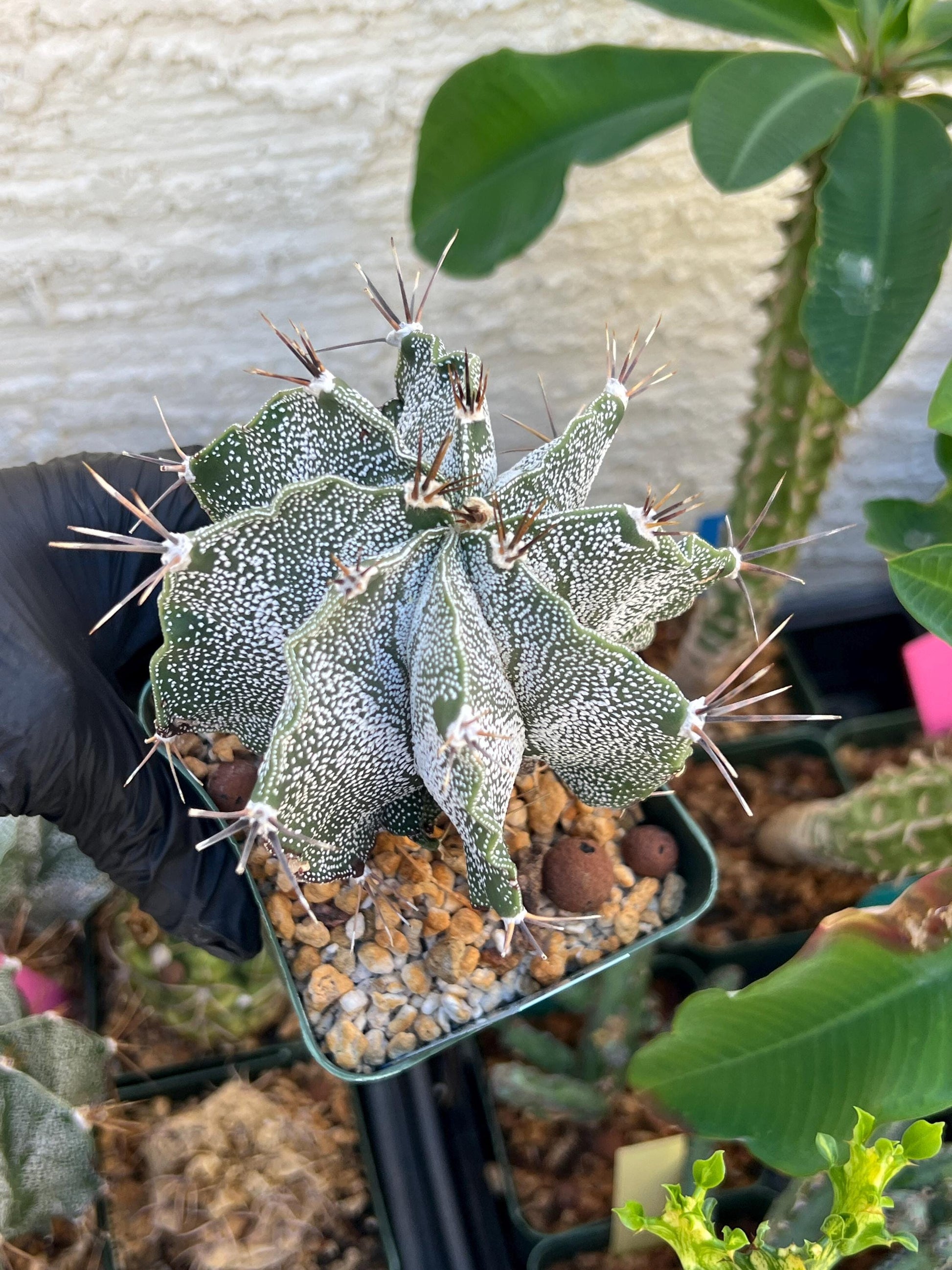 Large Ornatum Cactus (Blue) | Imported Cactus