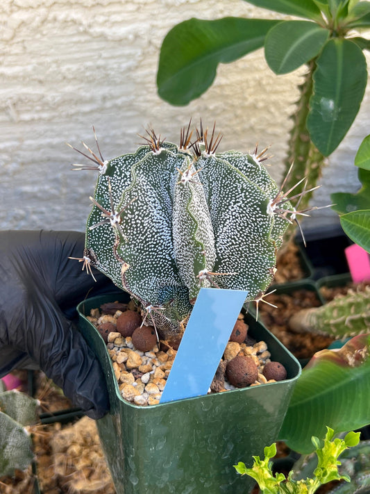 Large Ornatum Cactus (Blue) | Imported Cactus