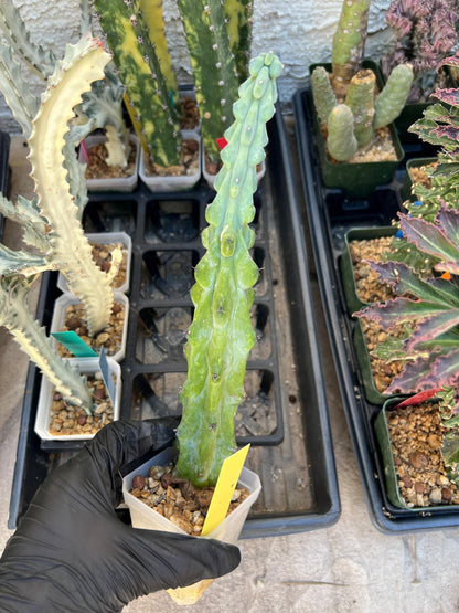 Boobie Cactus | Myrtillocactus geometrizans | fukurokuryuzinboku