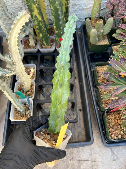 Boobie Cactus | Myrtillocactus geometrizans | fukurokuryuzinboku