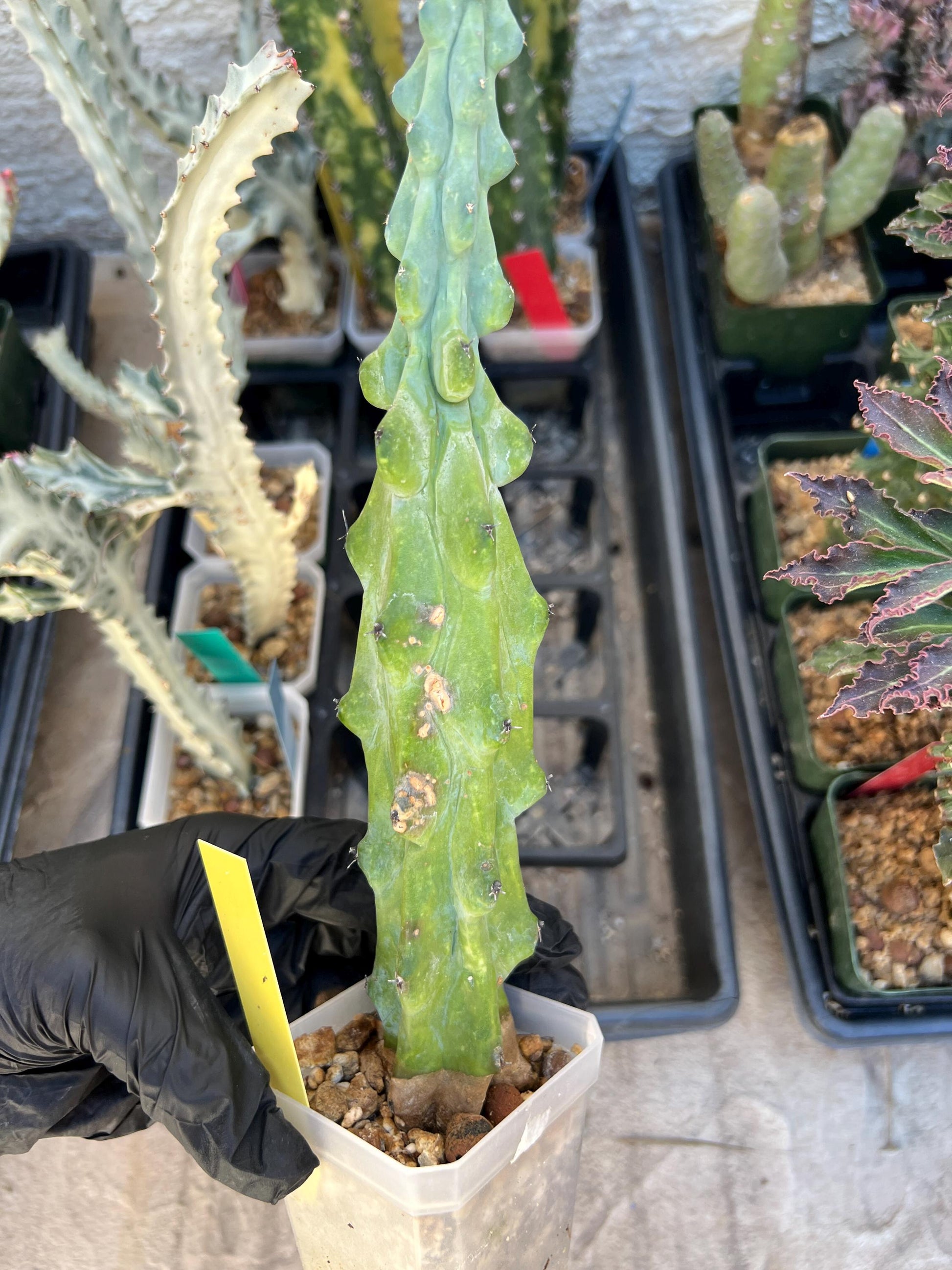 Boobie Cactus | Myrtillocactus geometrizans | fukurokuryuzinboku